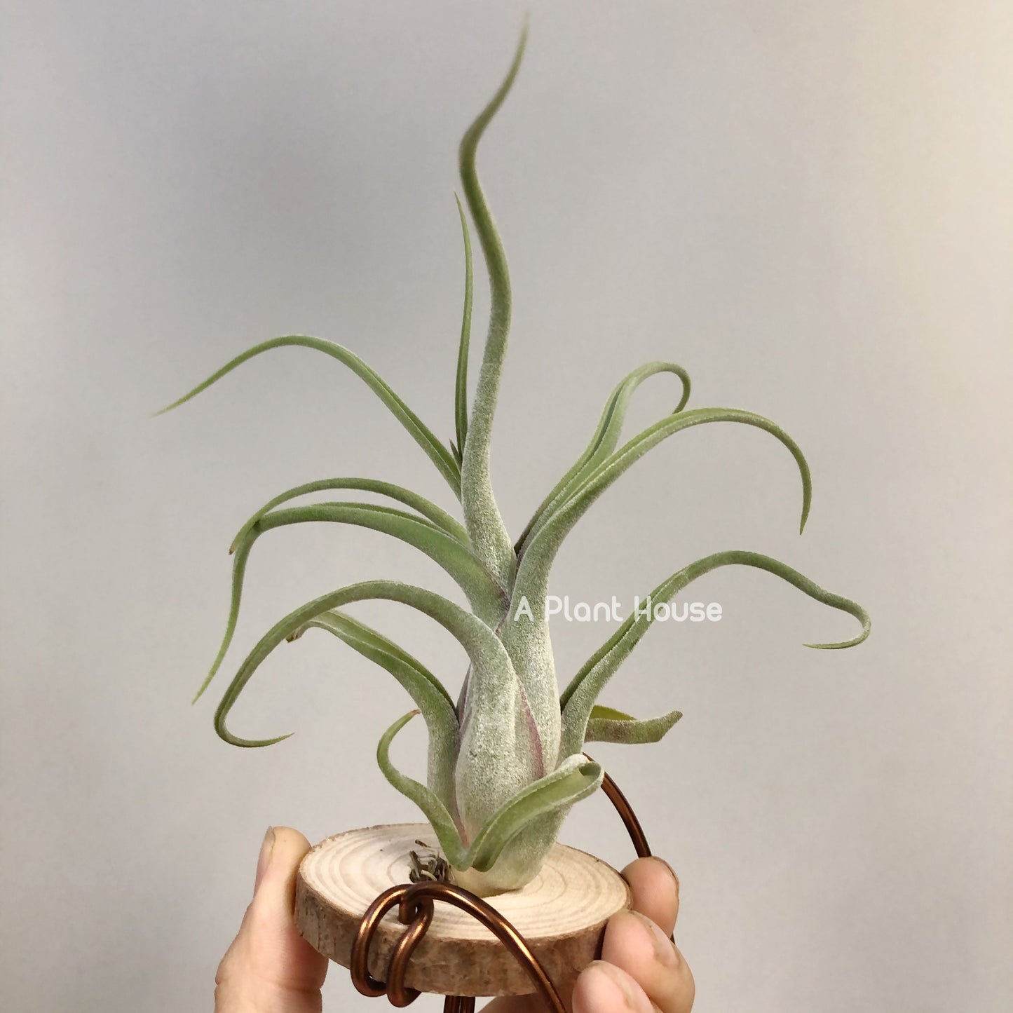 Tillandsia Caput-Medusae Sonoran Snow
