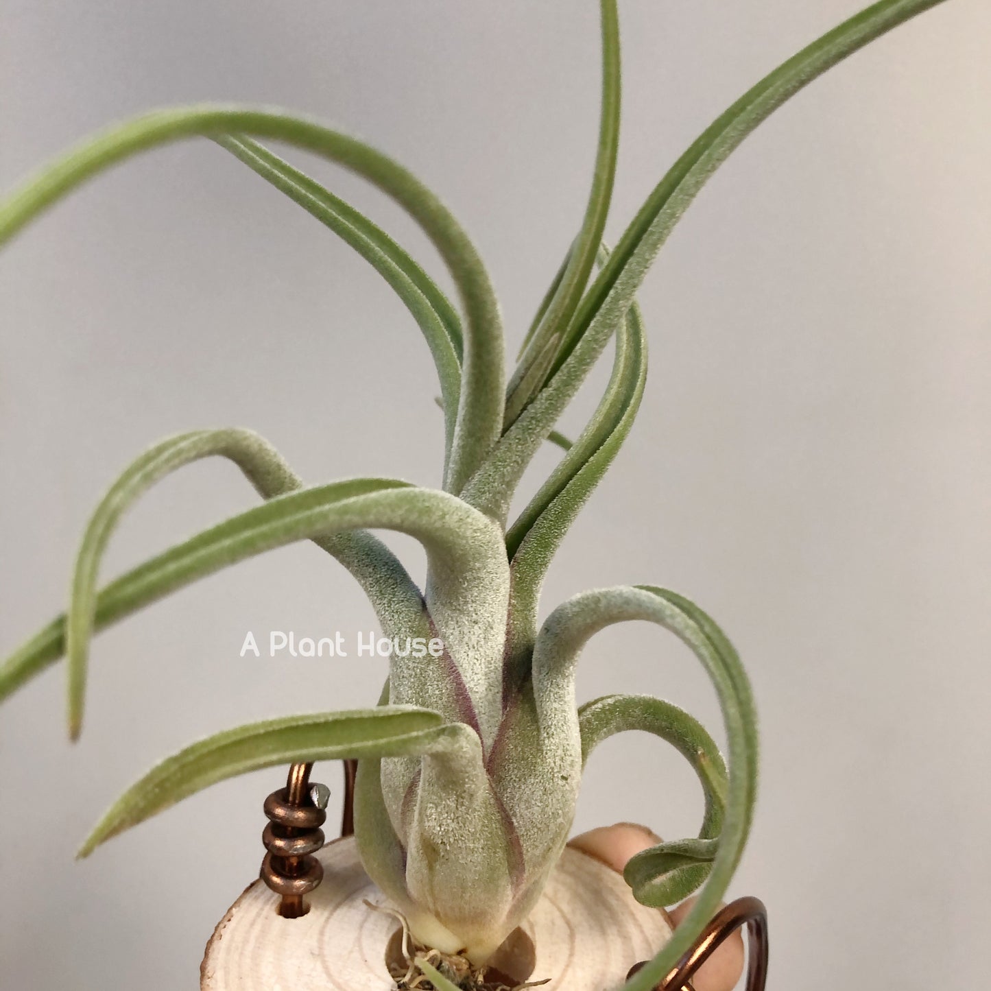 Tillandsia Caput-Medusae Sonoran Snow