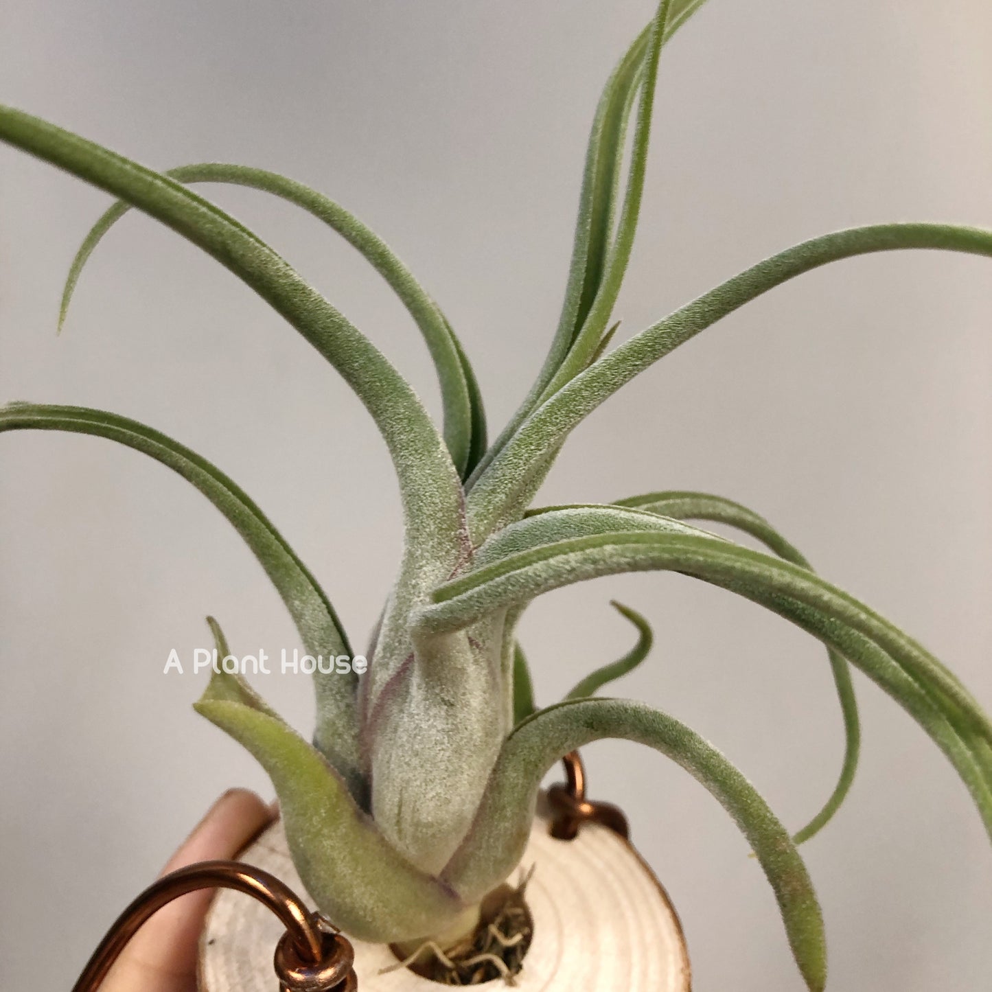 Tillandsia Caput-Medusae Sonoran Snow