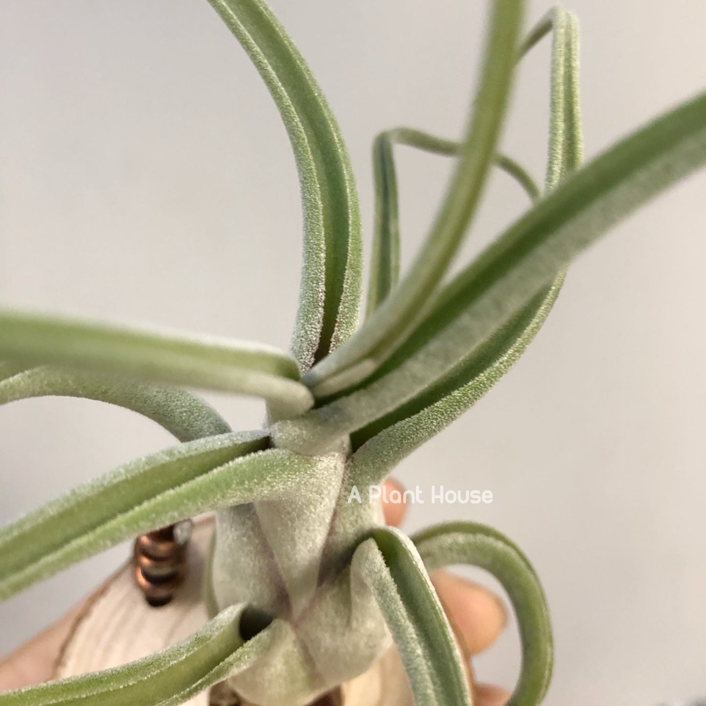 Tillandsia Caput-Medusae Sonoran Snow