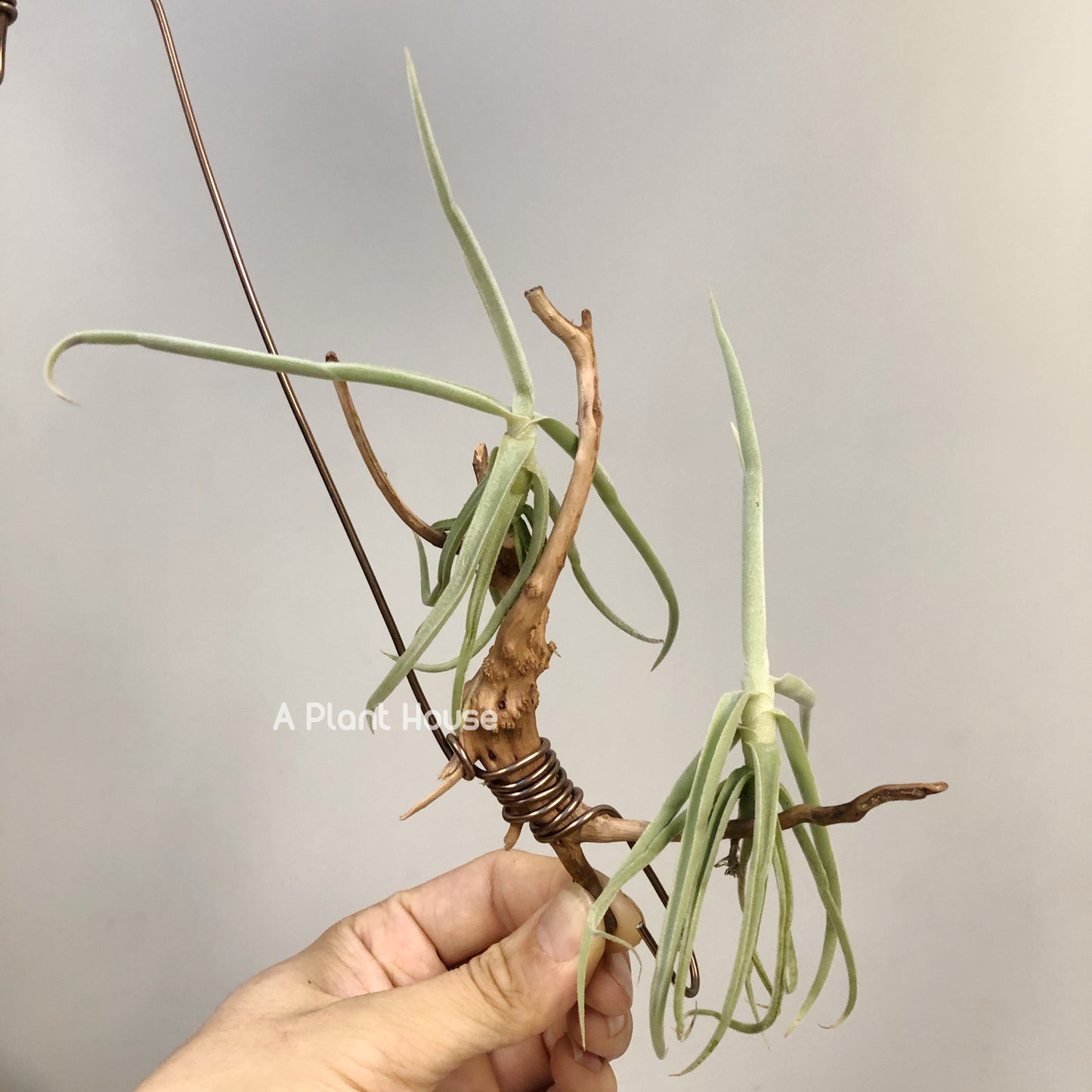 Tillandsia Duratii v. Saxatillis