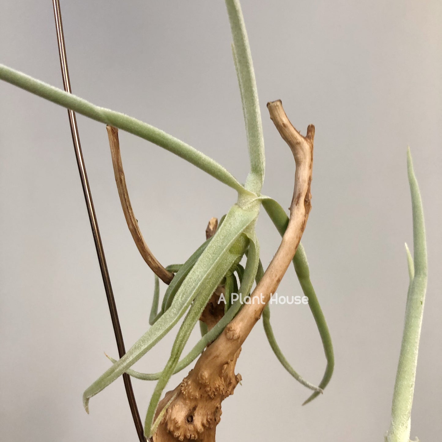 Tillandsia Duratii v. Saxatillis