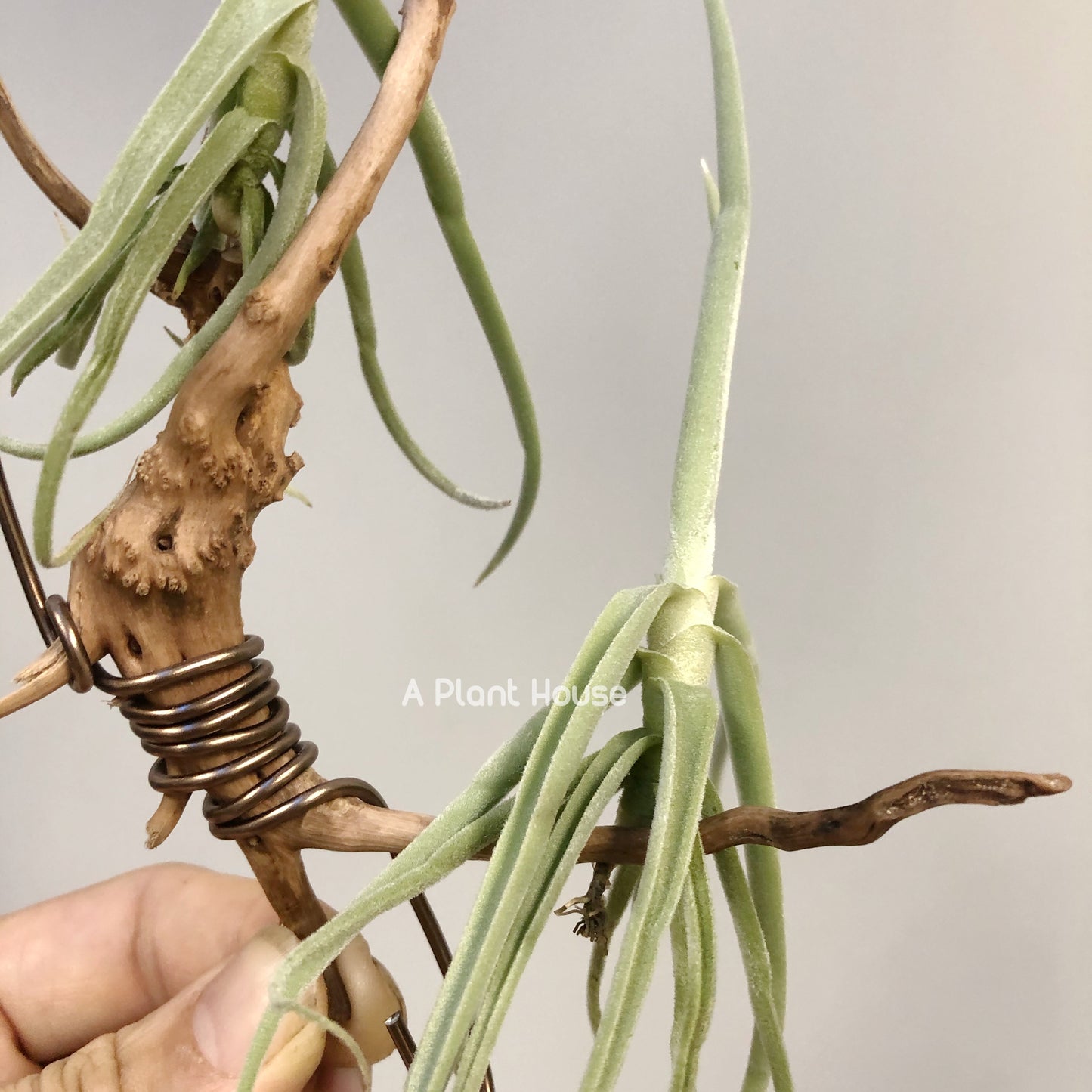 Tillandsia Duratii v. Saxatillis