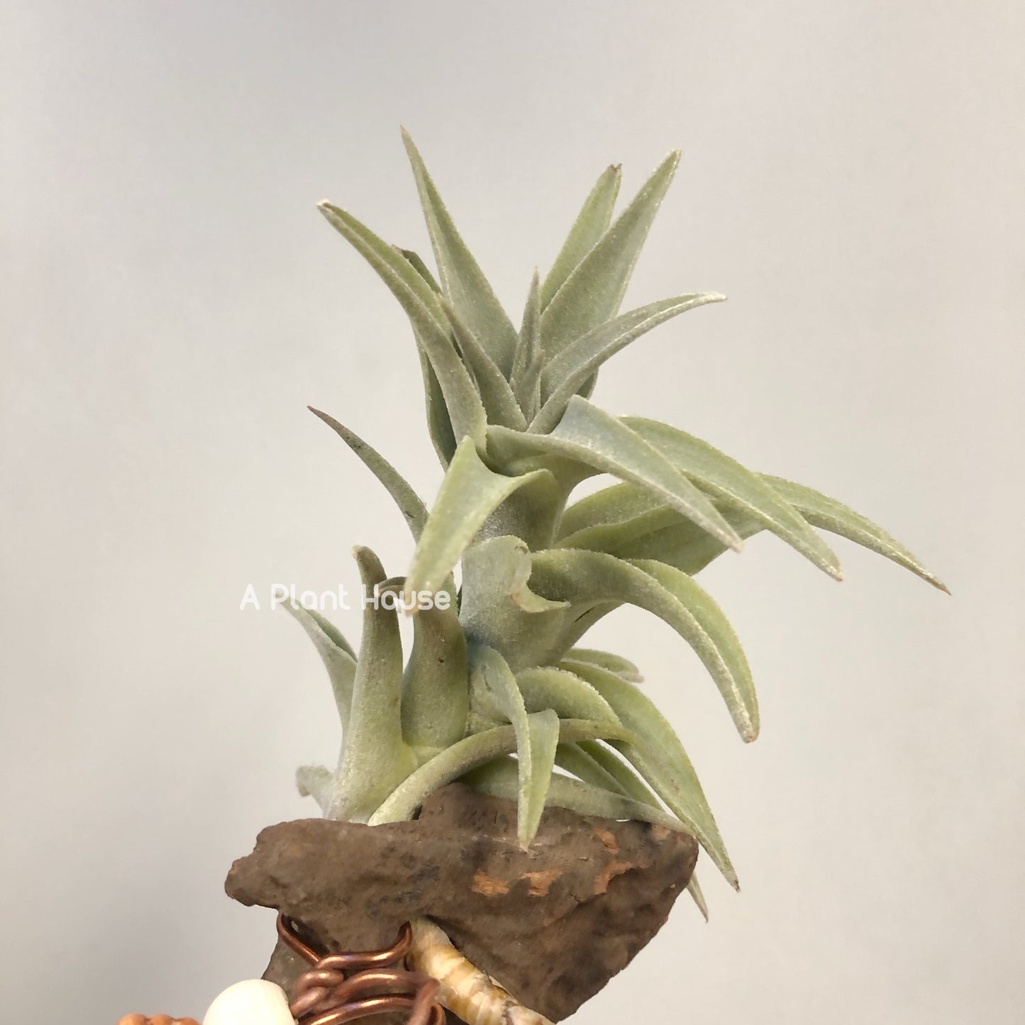 Tillandsia Edithae