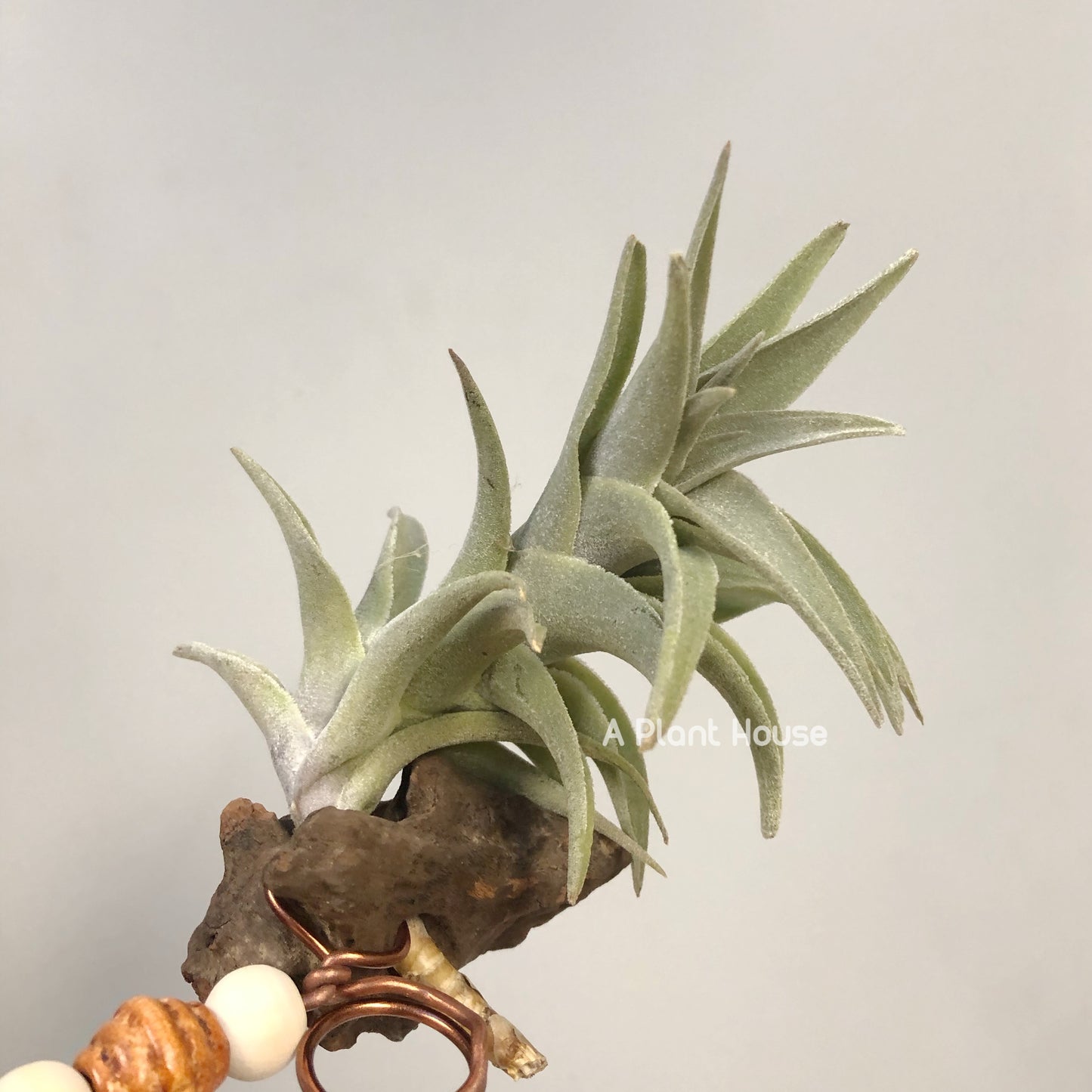 Tillandsia Edithae