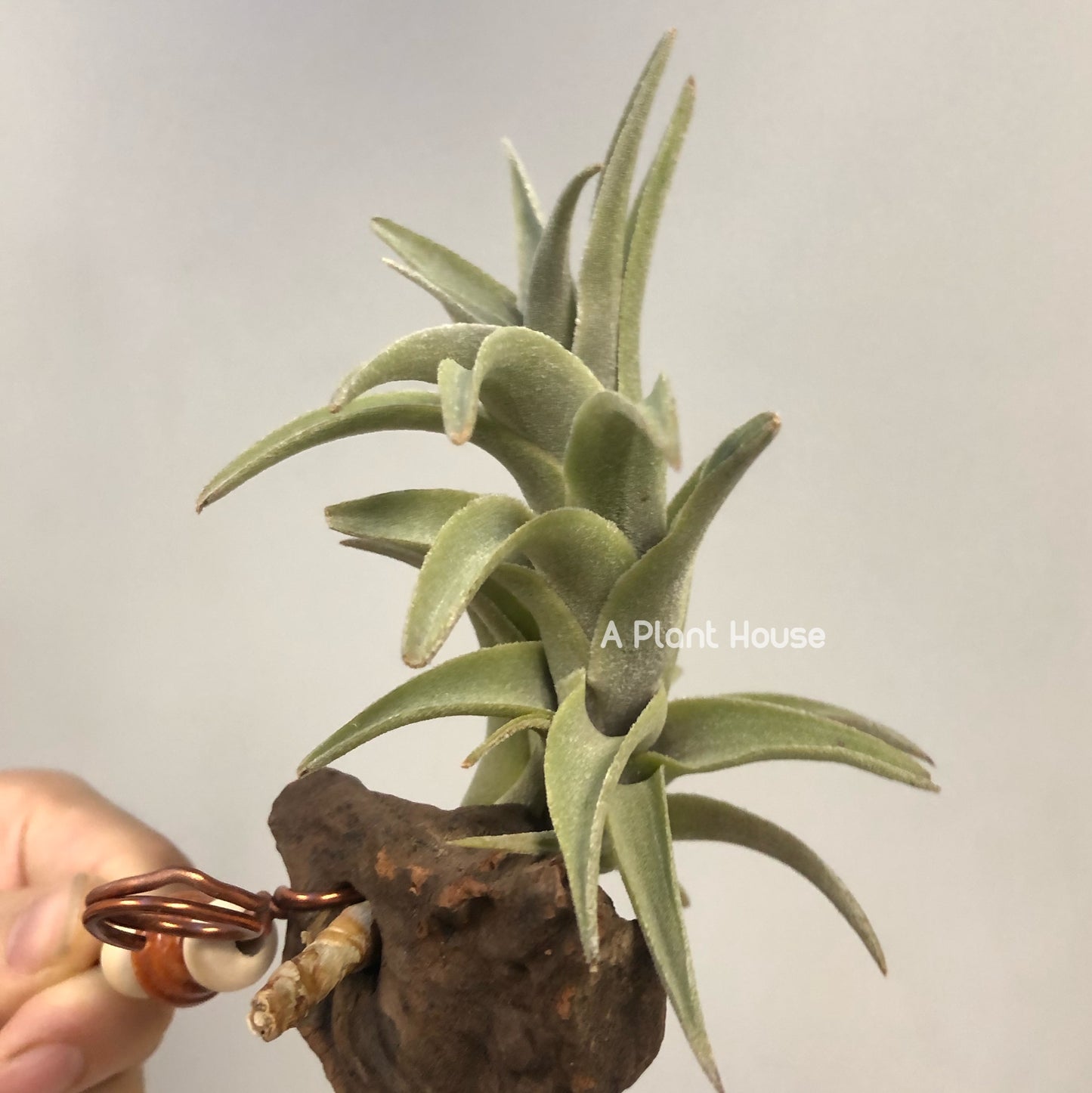 Tillandsia Edithae