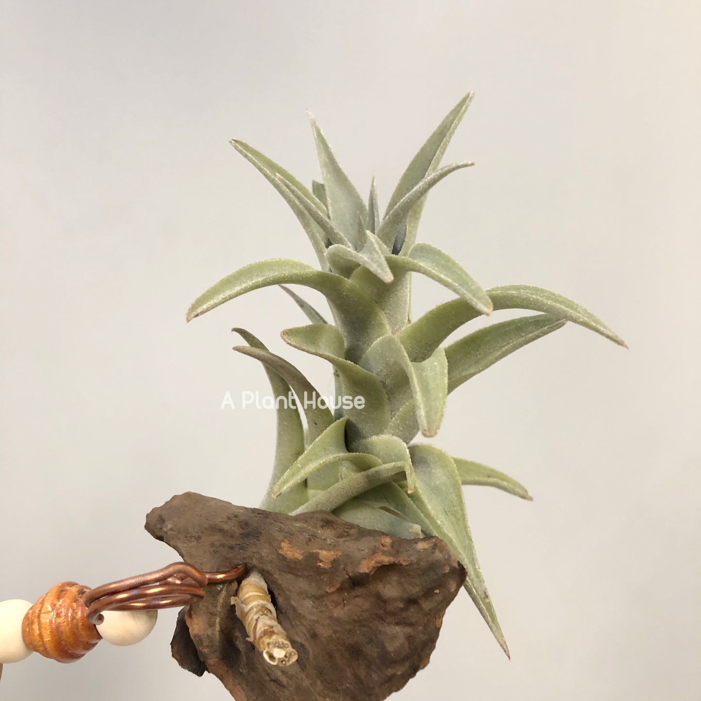 Tillandsia Edithae