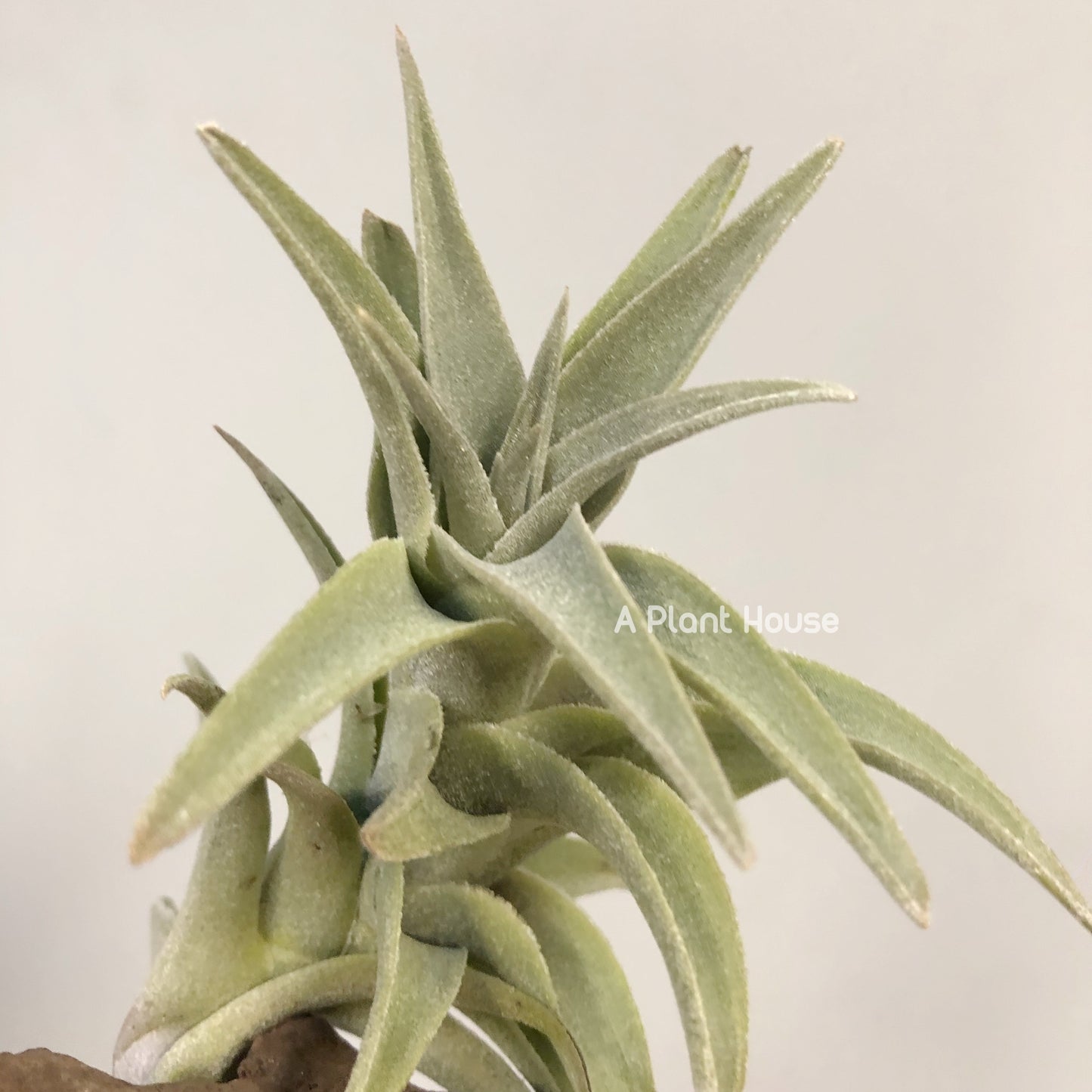 Tillandsia Edithae