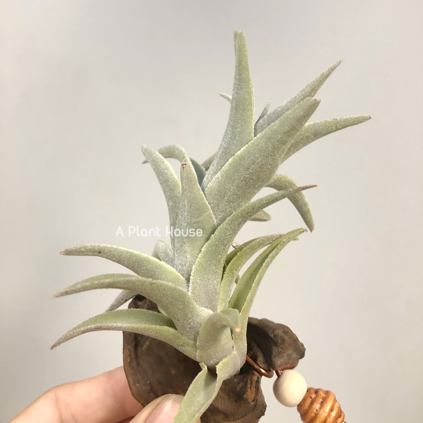 Tillandsia Edithae