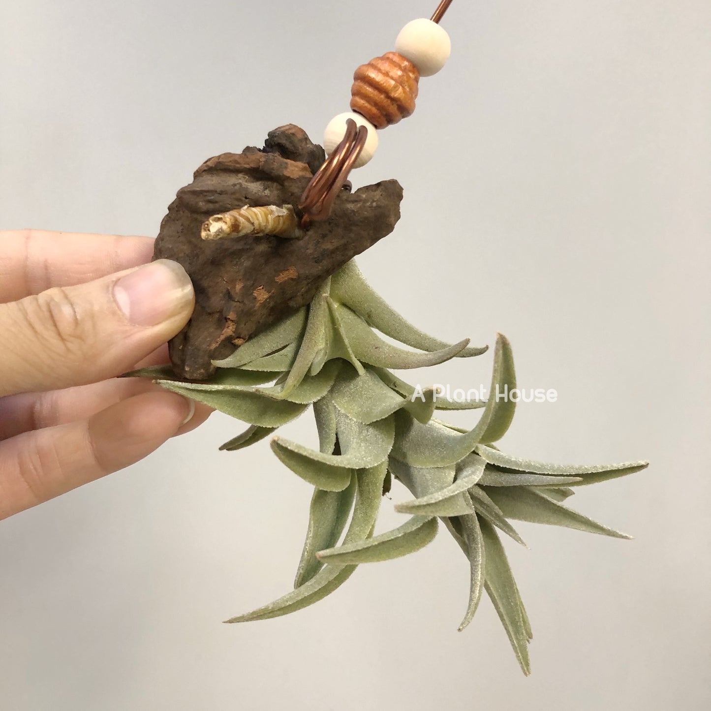Tillandsia Edithae