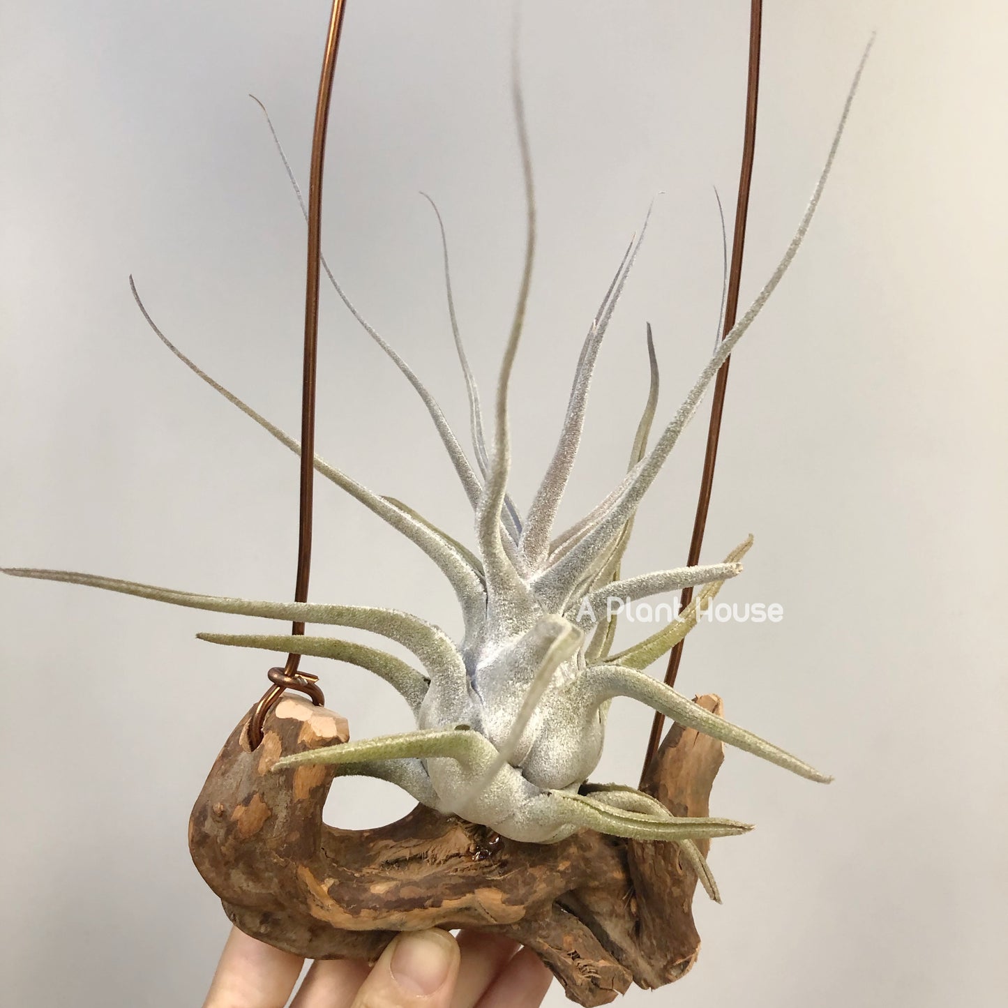 Tillandsia Ehlersiana