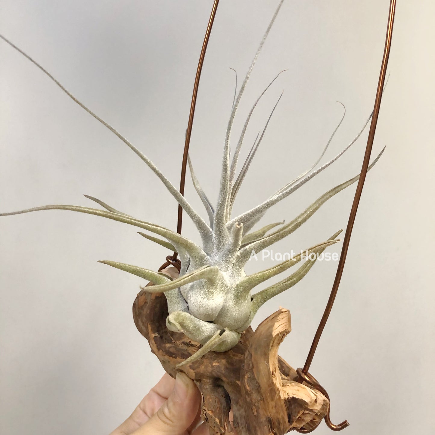 Tillandsia Ehlersiana