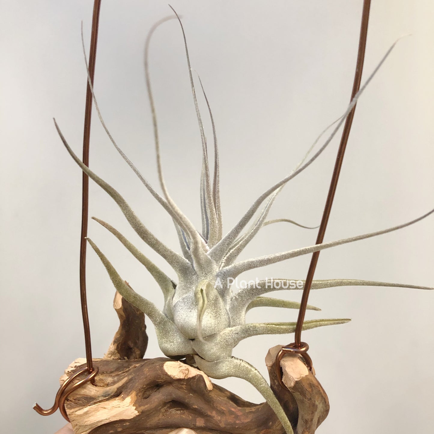 Tillandsia Ehlersiana