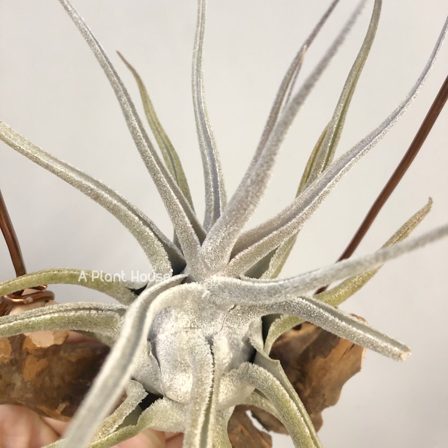Tillandsia Ehlersiana