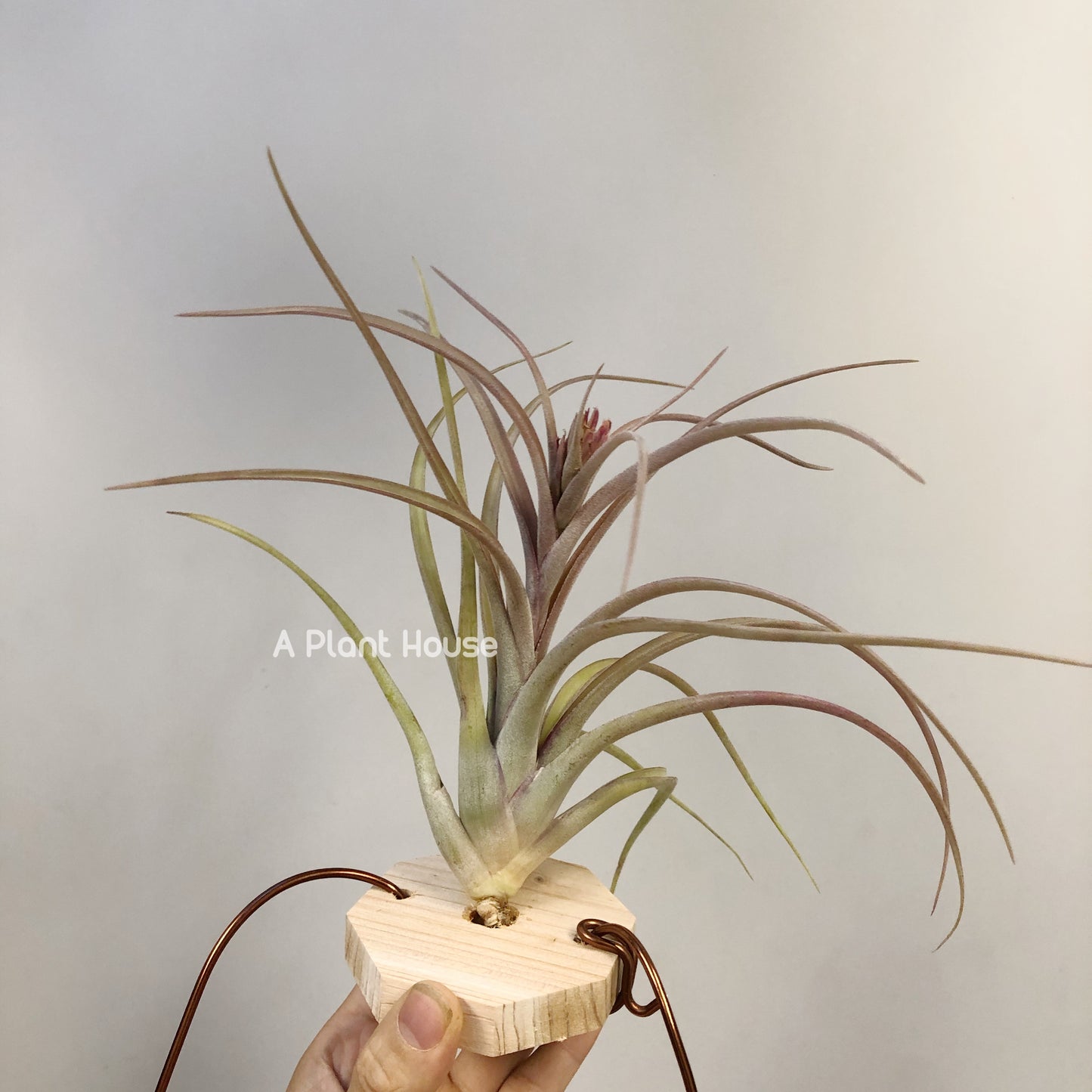 Tillandsia Sunset Glow