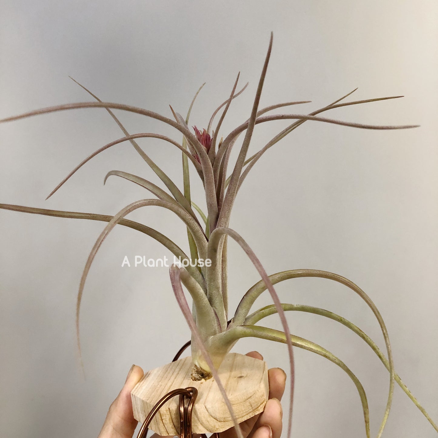 Tillandsia Sunset Glow