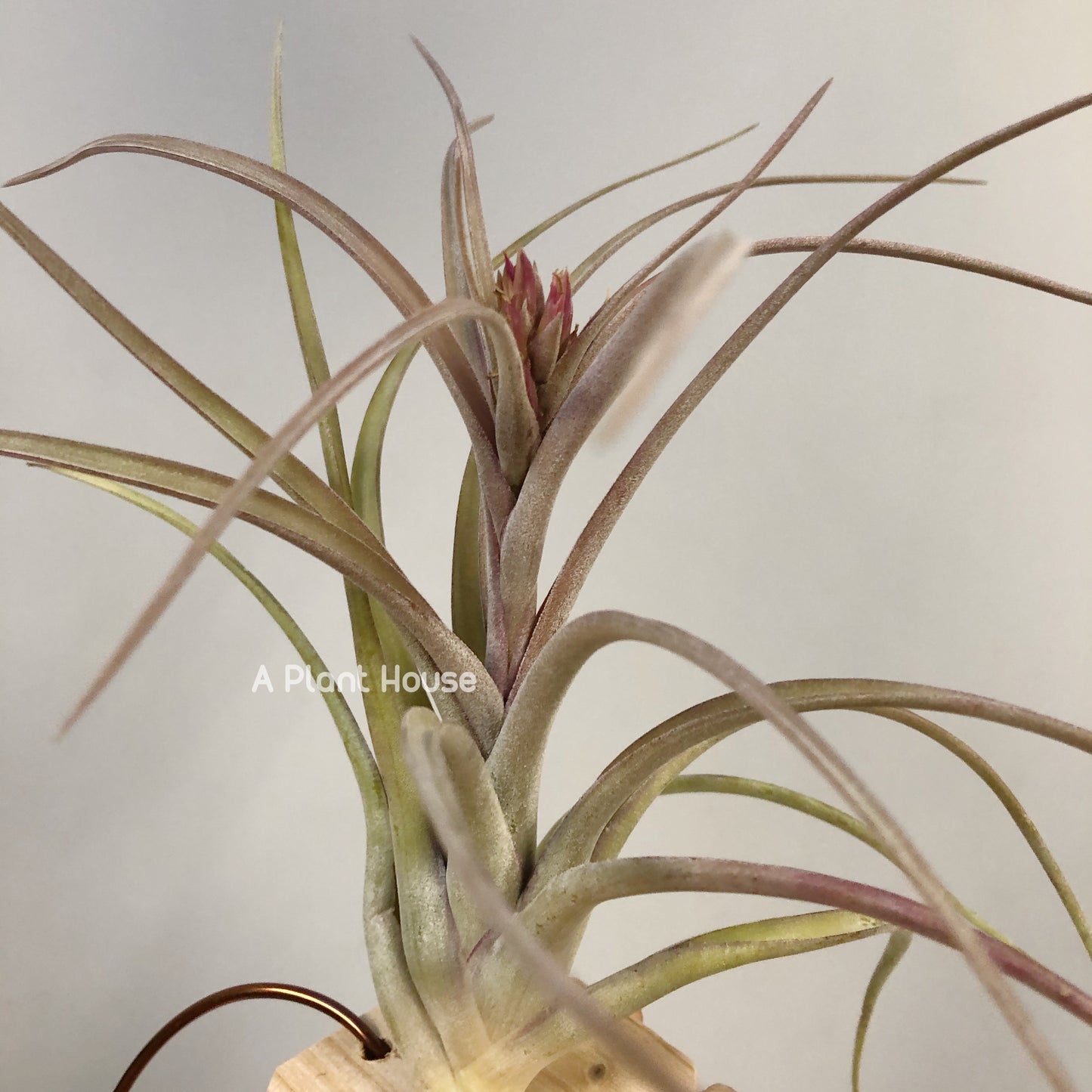 Tillandsia Sunset Glow