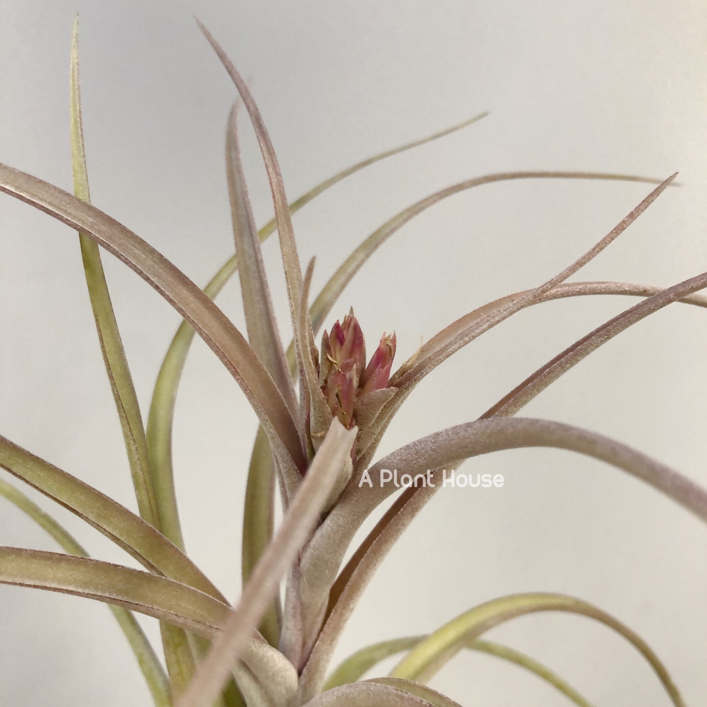 Tillandsia Sunset Glow