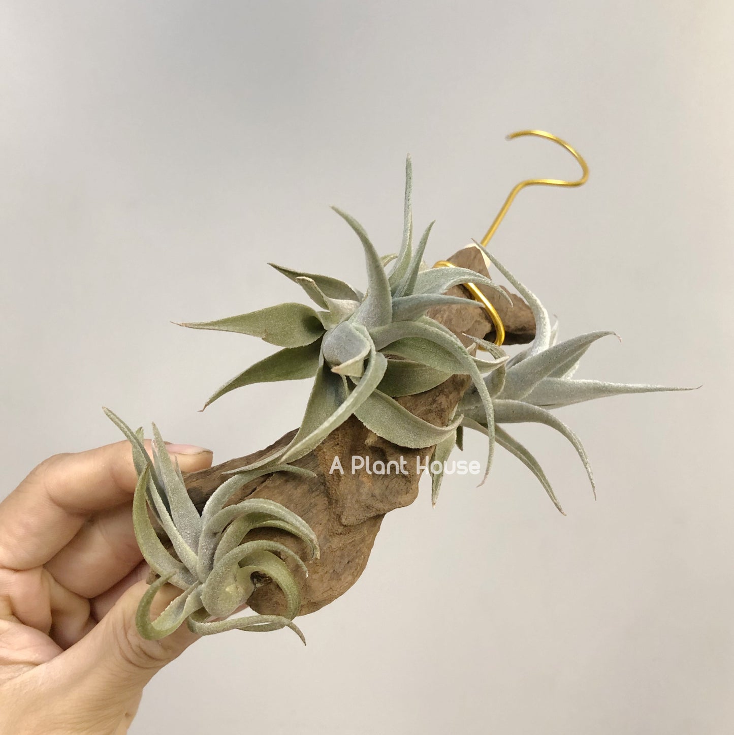 Tillandsia Edithae