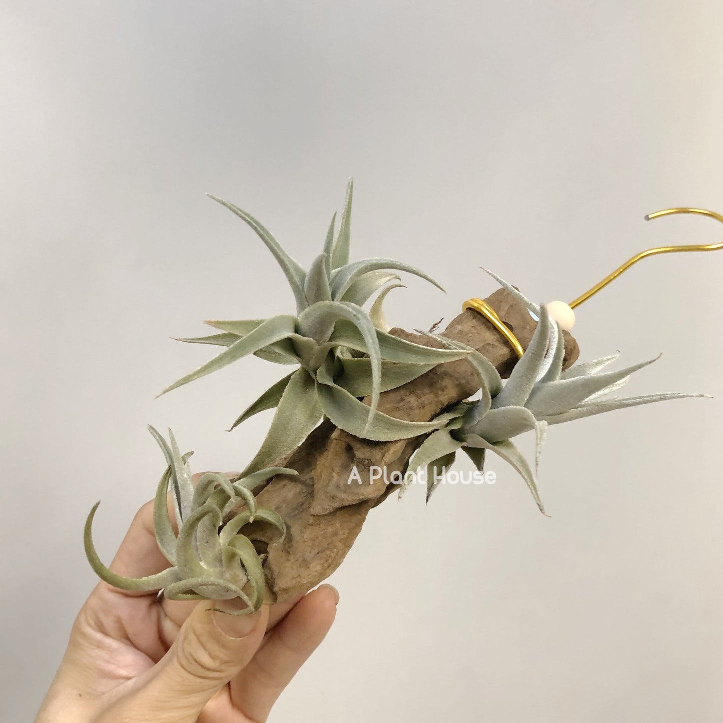 Tillandsia Edithae