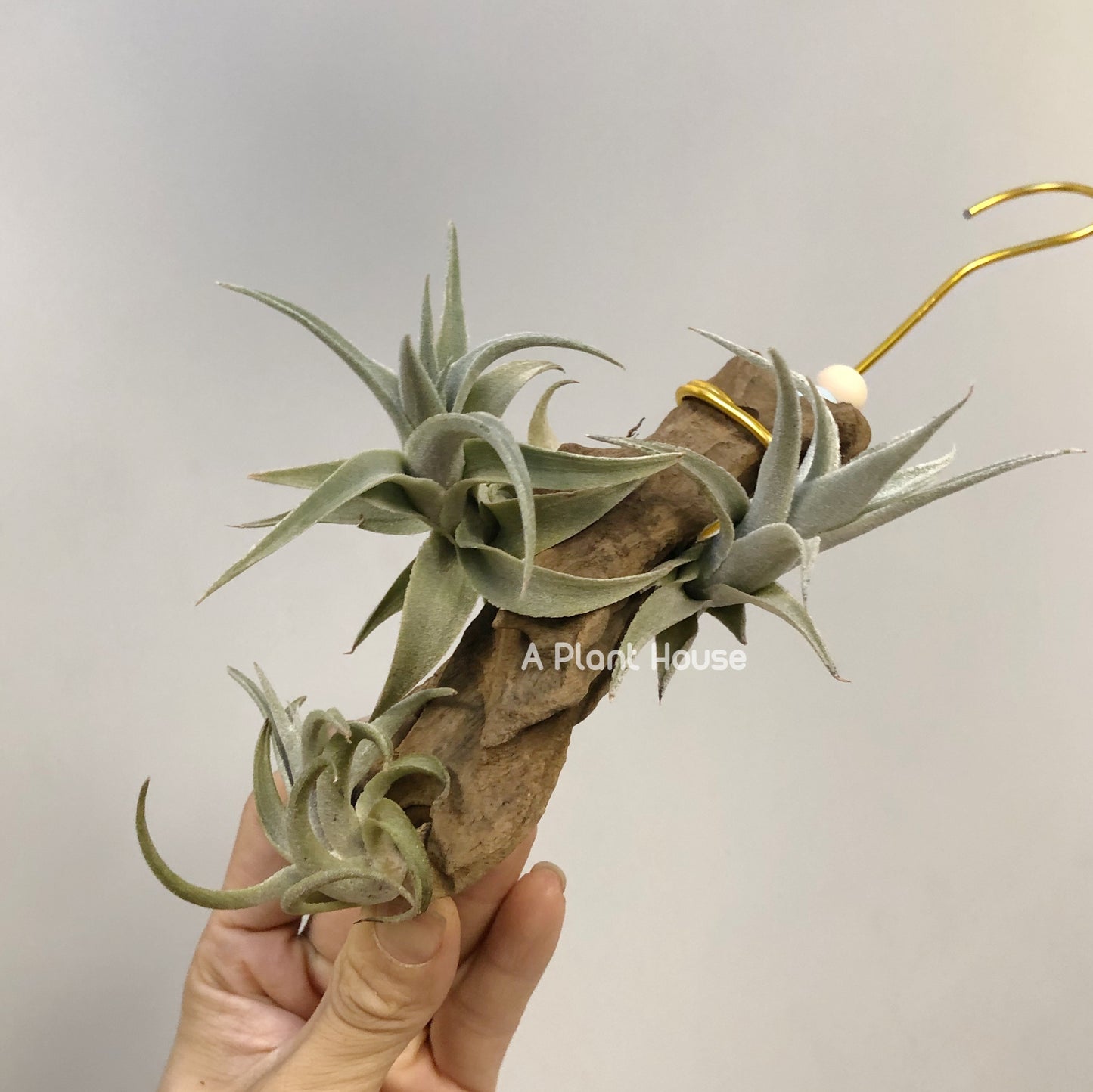 Tillandsia Edithae