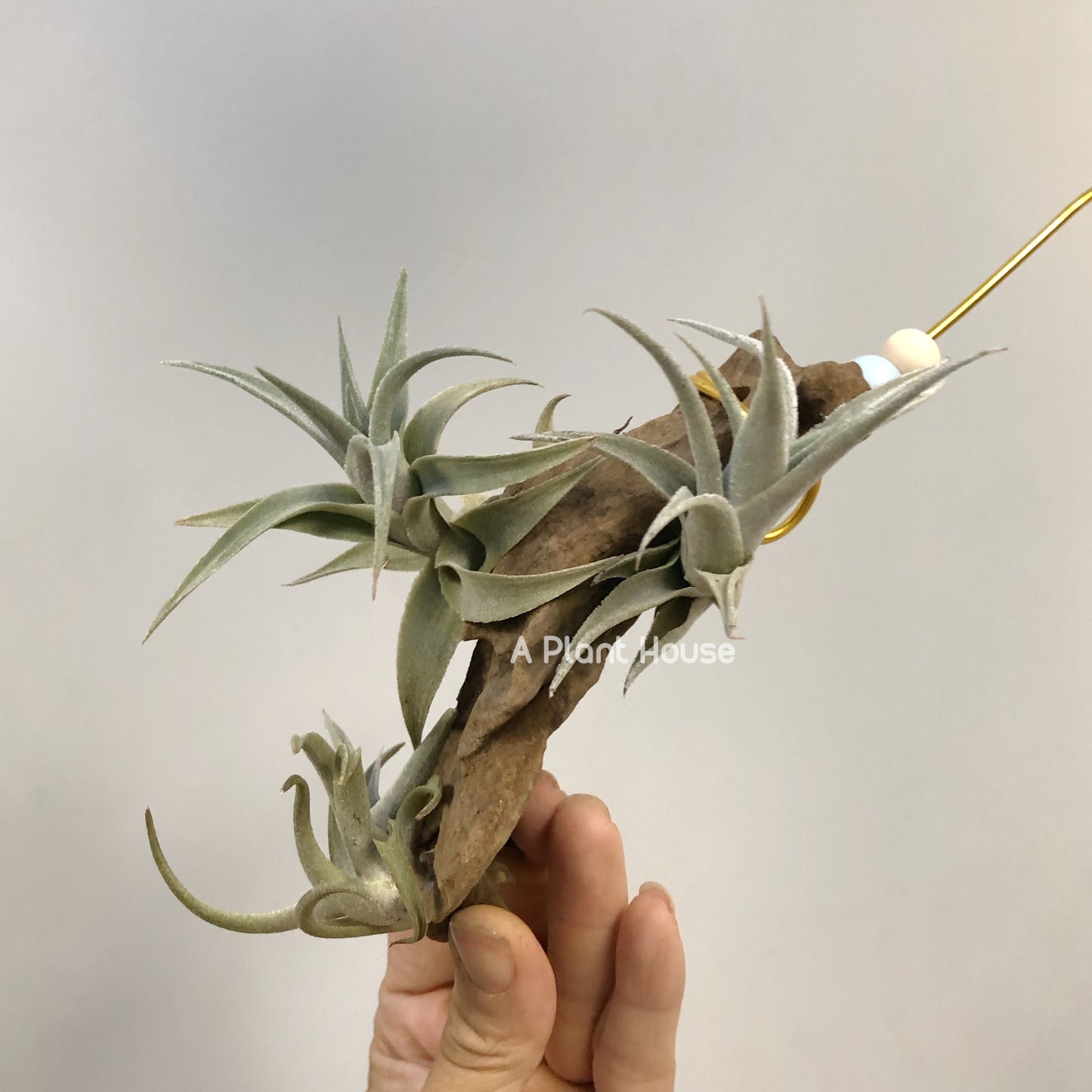 Tillandsia Edithae