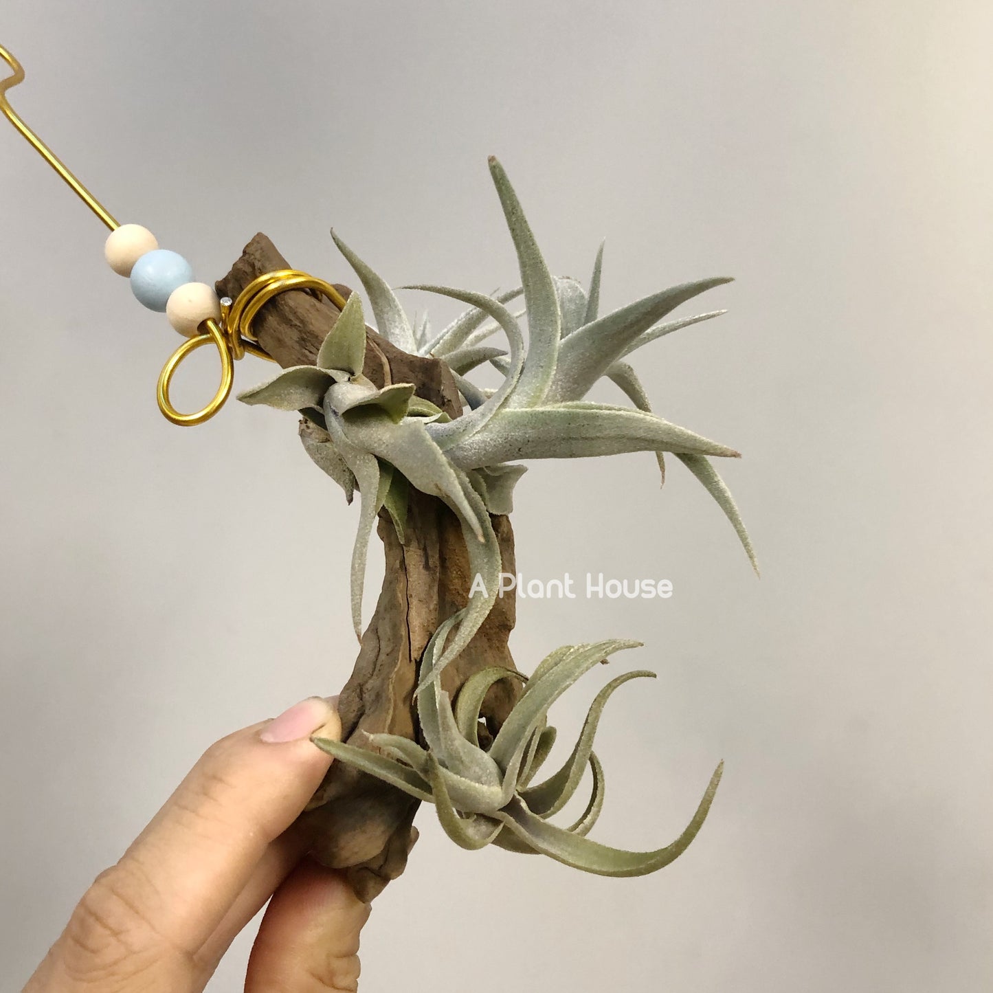 Tillandsia Edithae