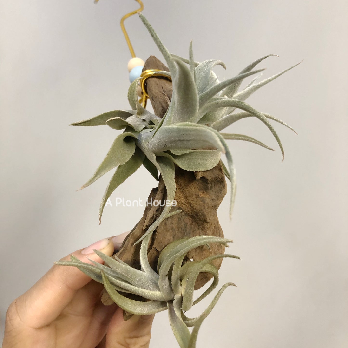 Tillandsia Edithae
