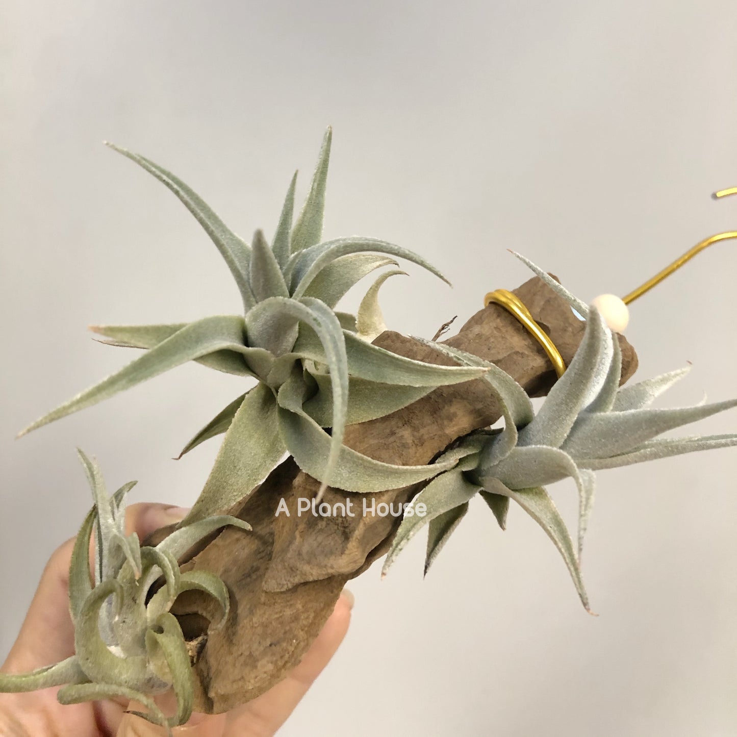 Tillandsia Edithae