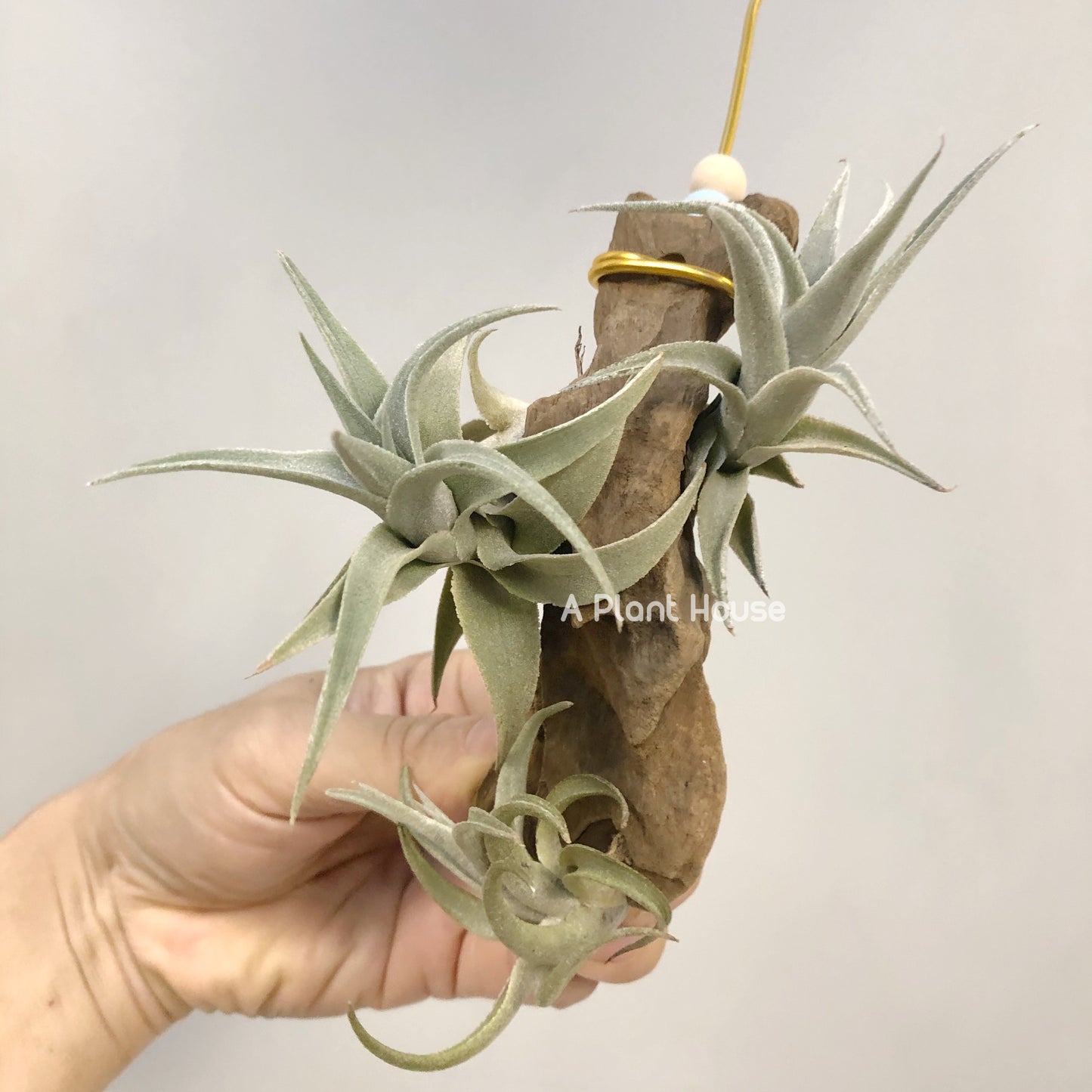 Tillandsia Edithae