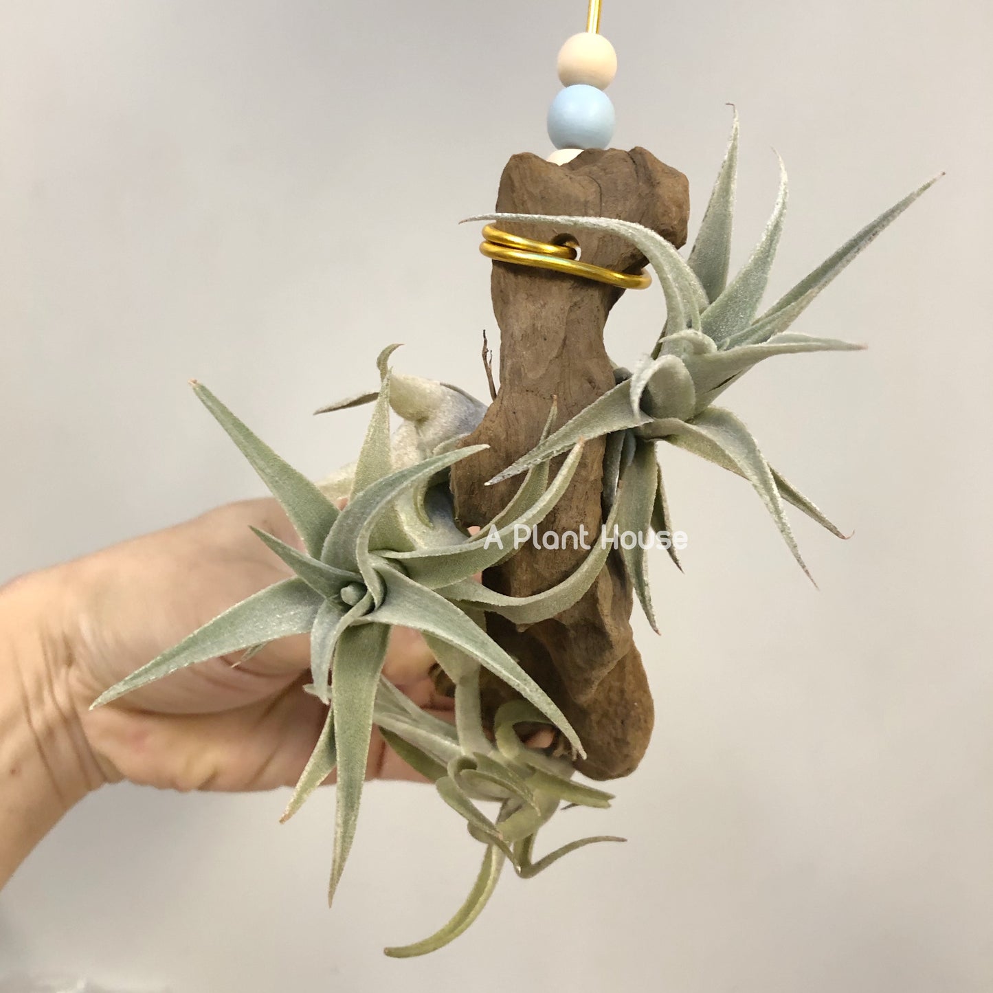 Tillandsia Edithae