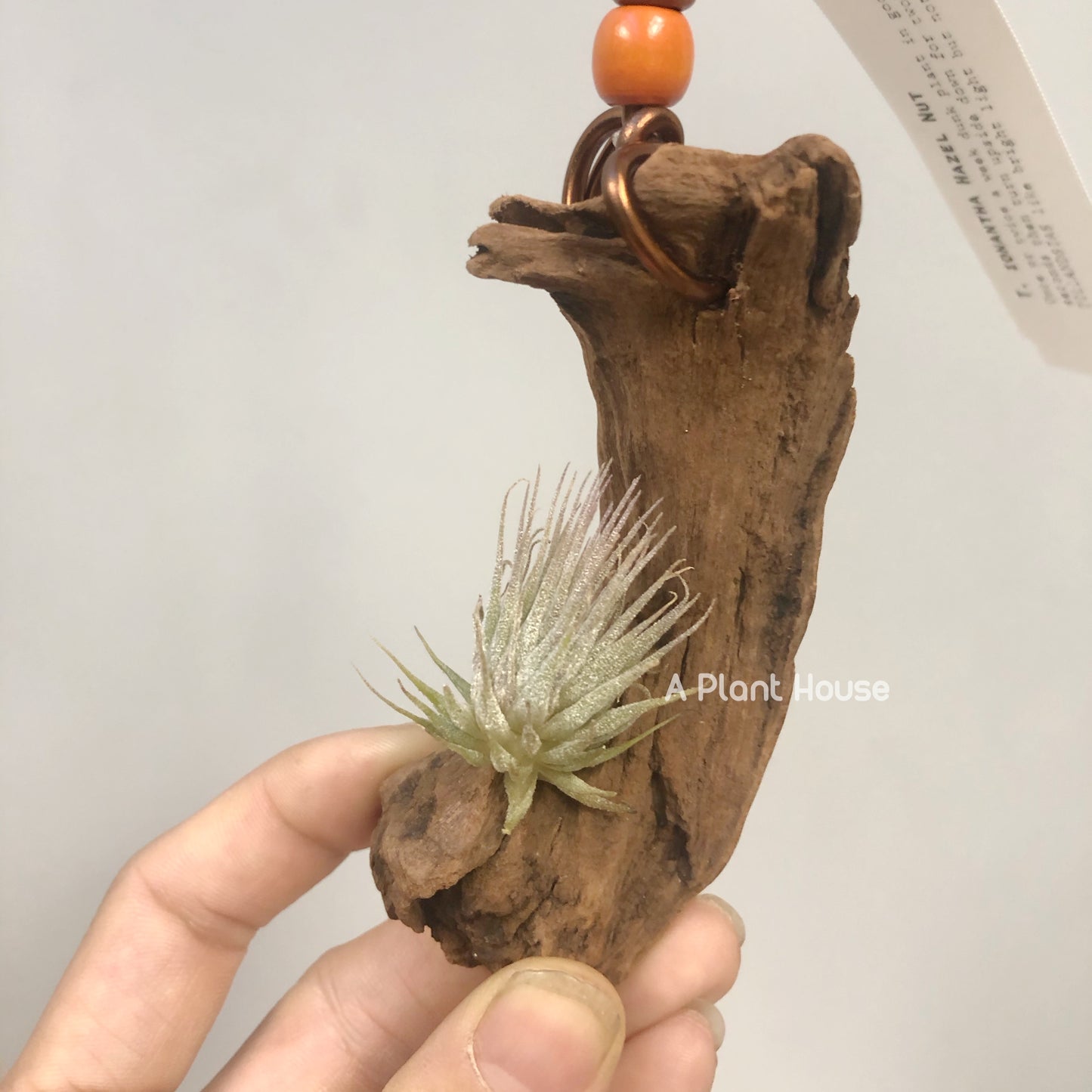 Tillandsia Ionantha Hazel Nut