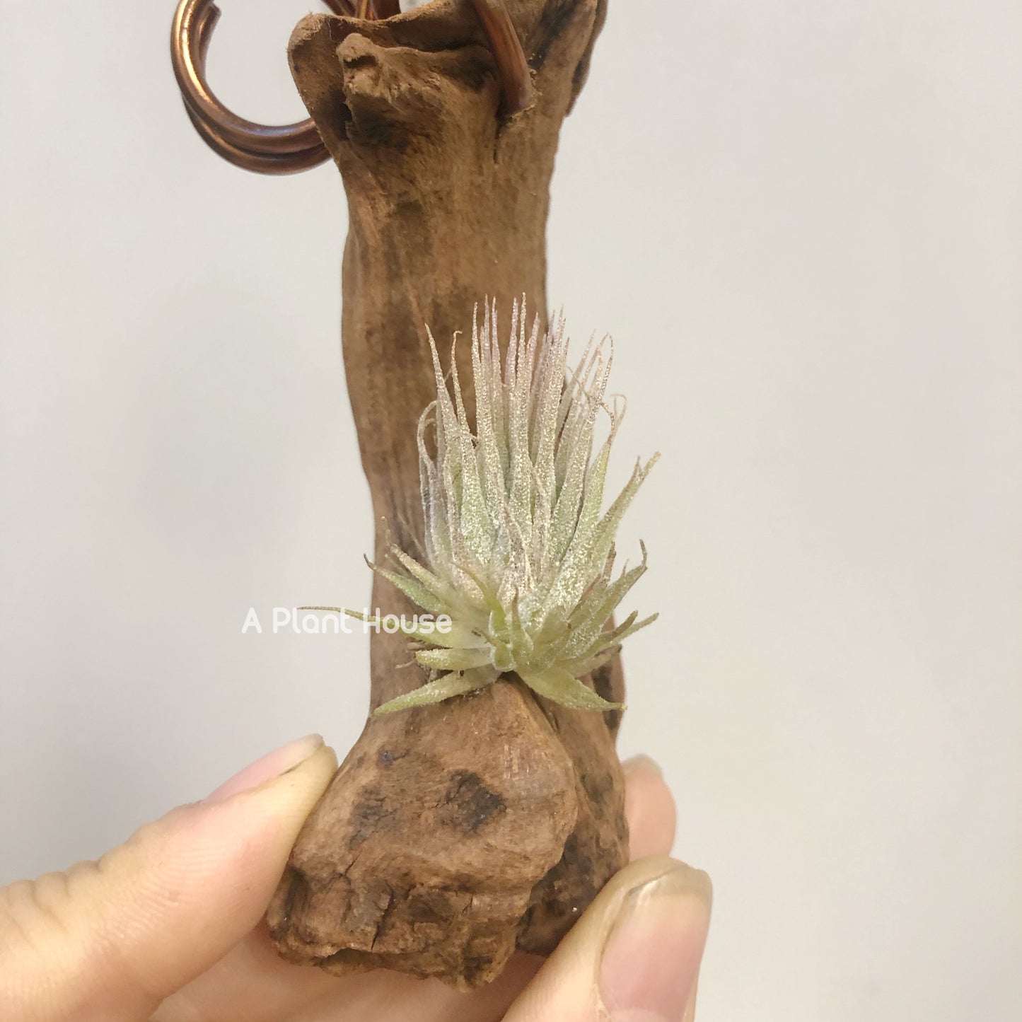 Tillandsia Ionantha Hazel Nut