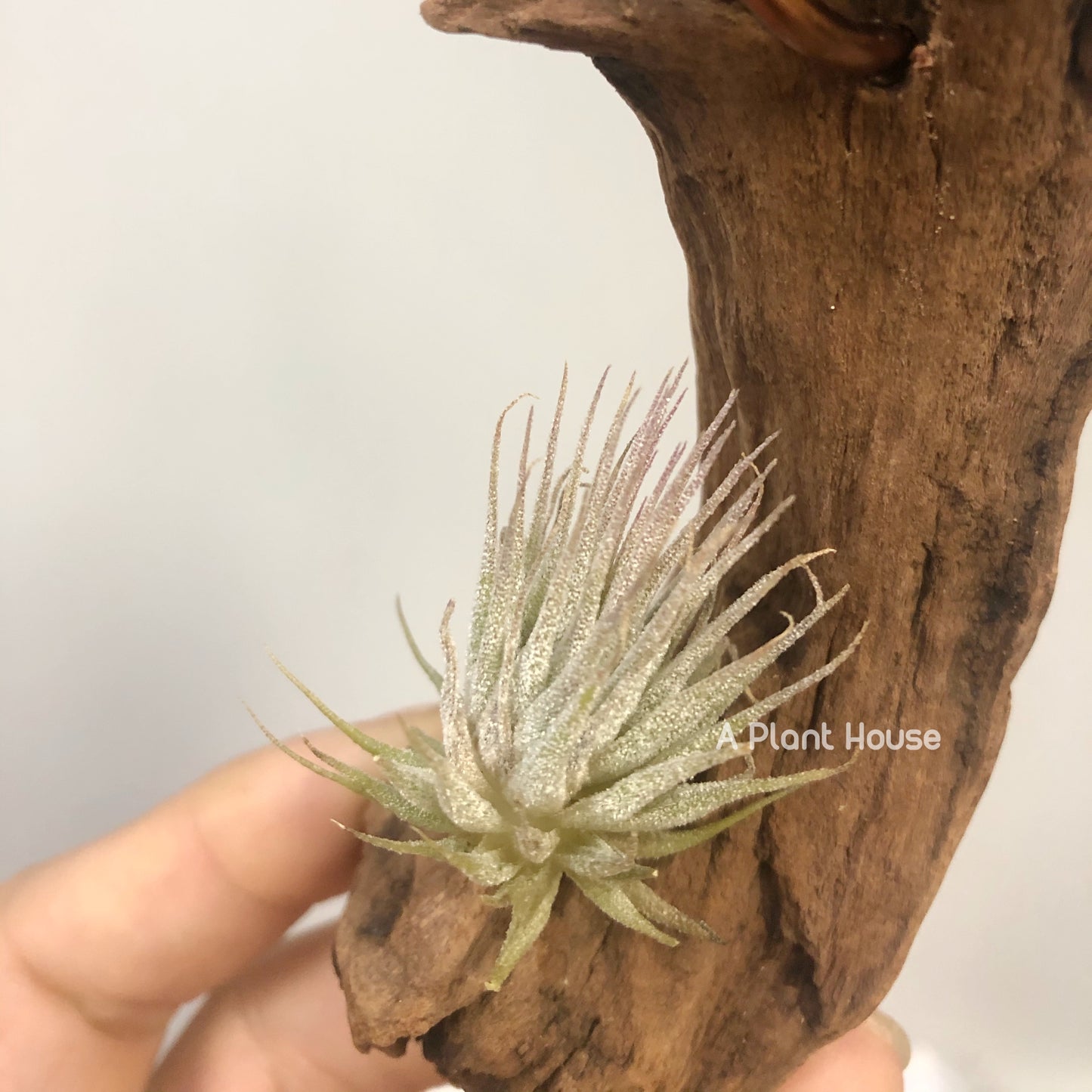 Tillandsia Ionantha Hazel Nut