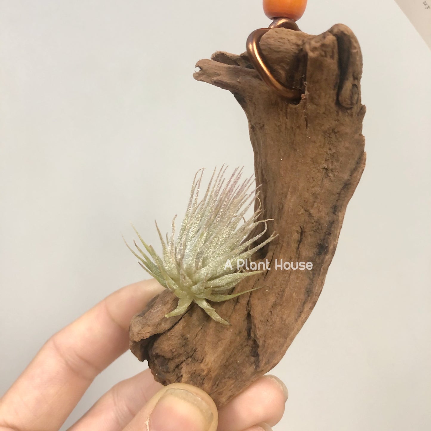 Tillandsia Ionantha Hazel Nut