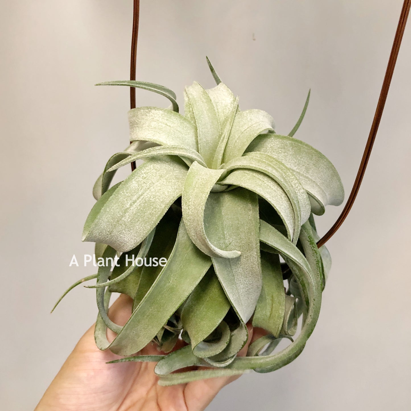 Tillandsia Streptophylla Mexico
