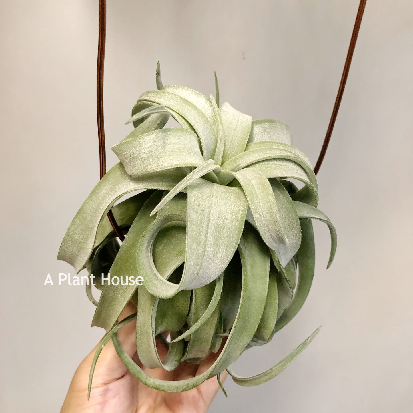 Tillandsia Streptophylla Mexico