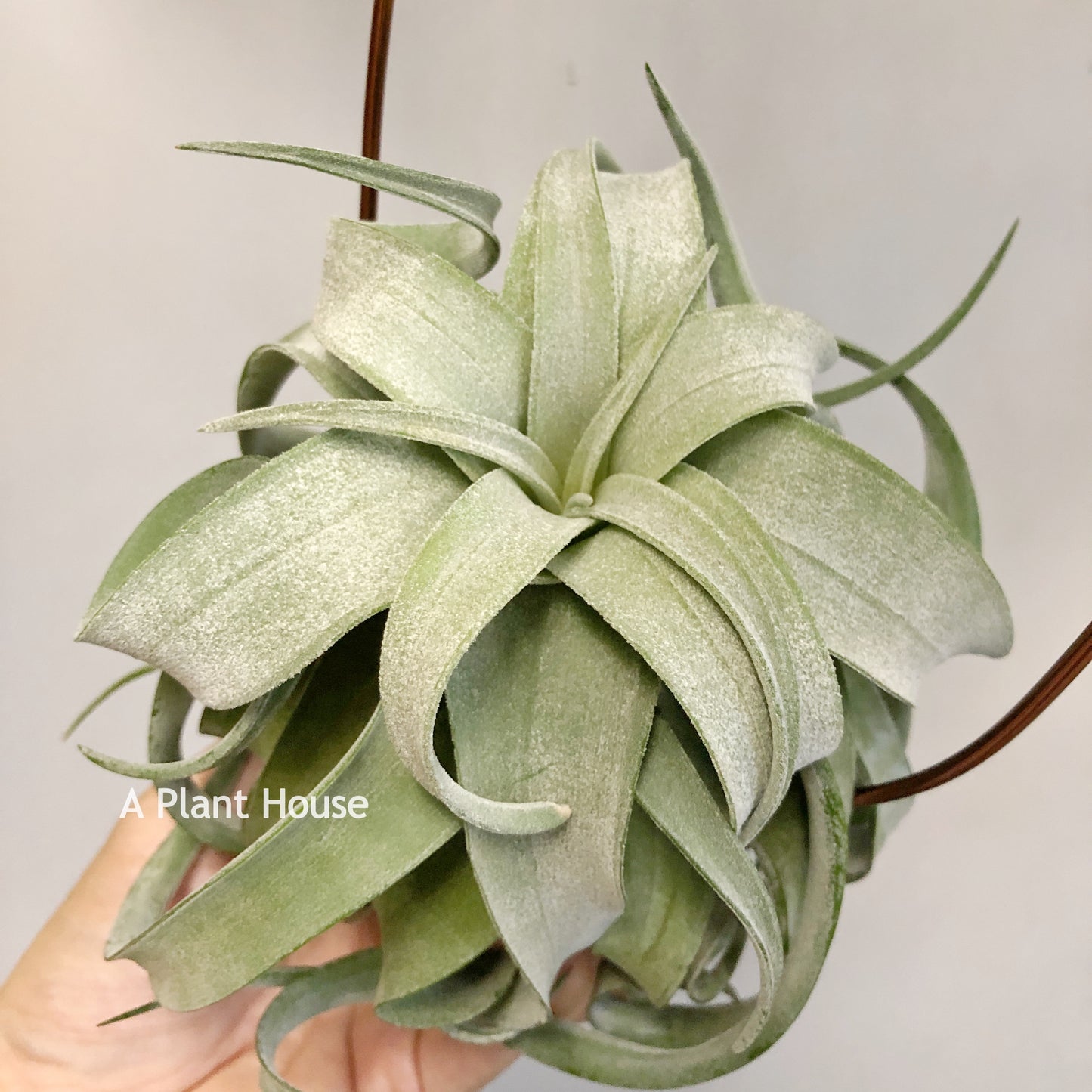 Tillandsia Streptophylla Mexico