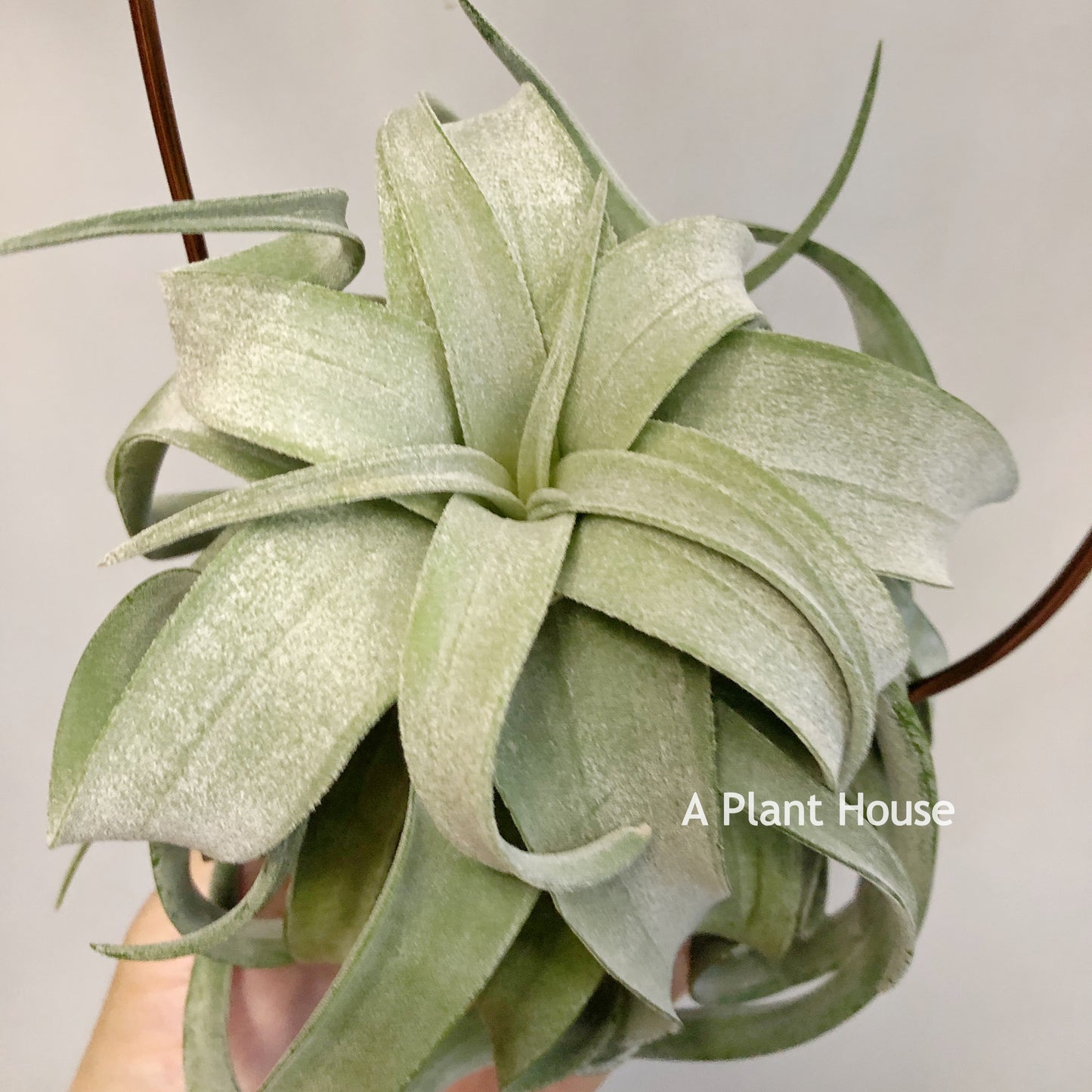 Tillandsia Streptophylla Mexico