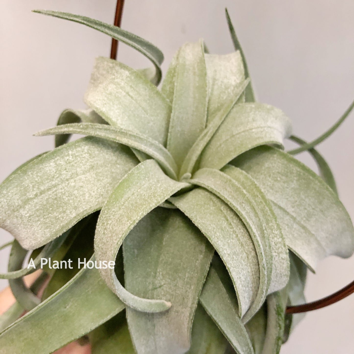 Tillandsia Streptophylla Mexico