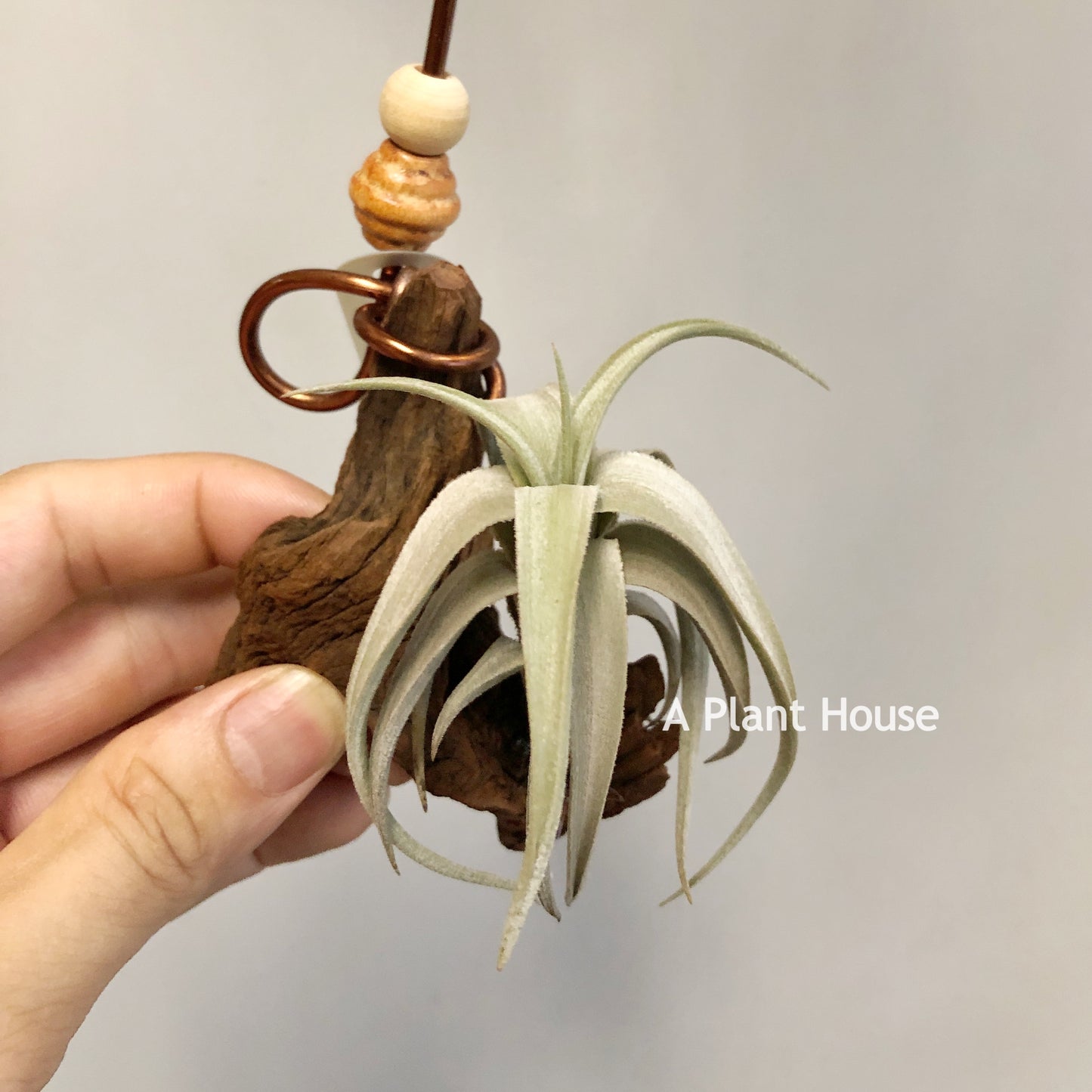 Tillandsia Xiphioides