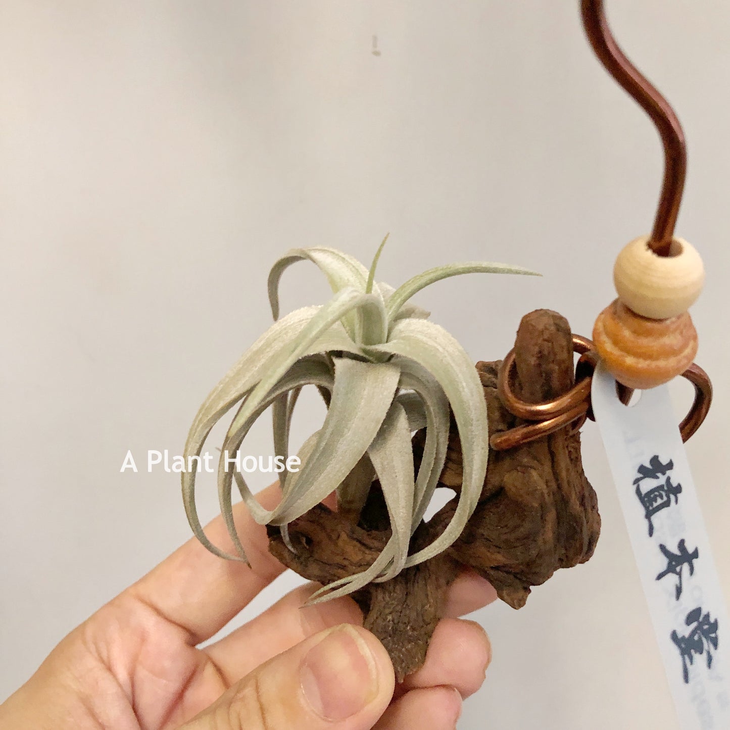 Tillandsia Xiphioides