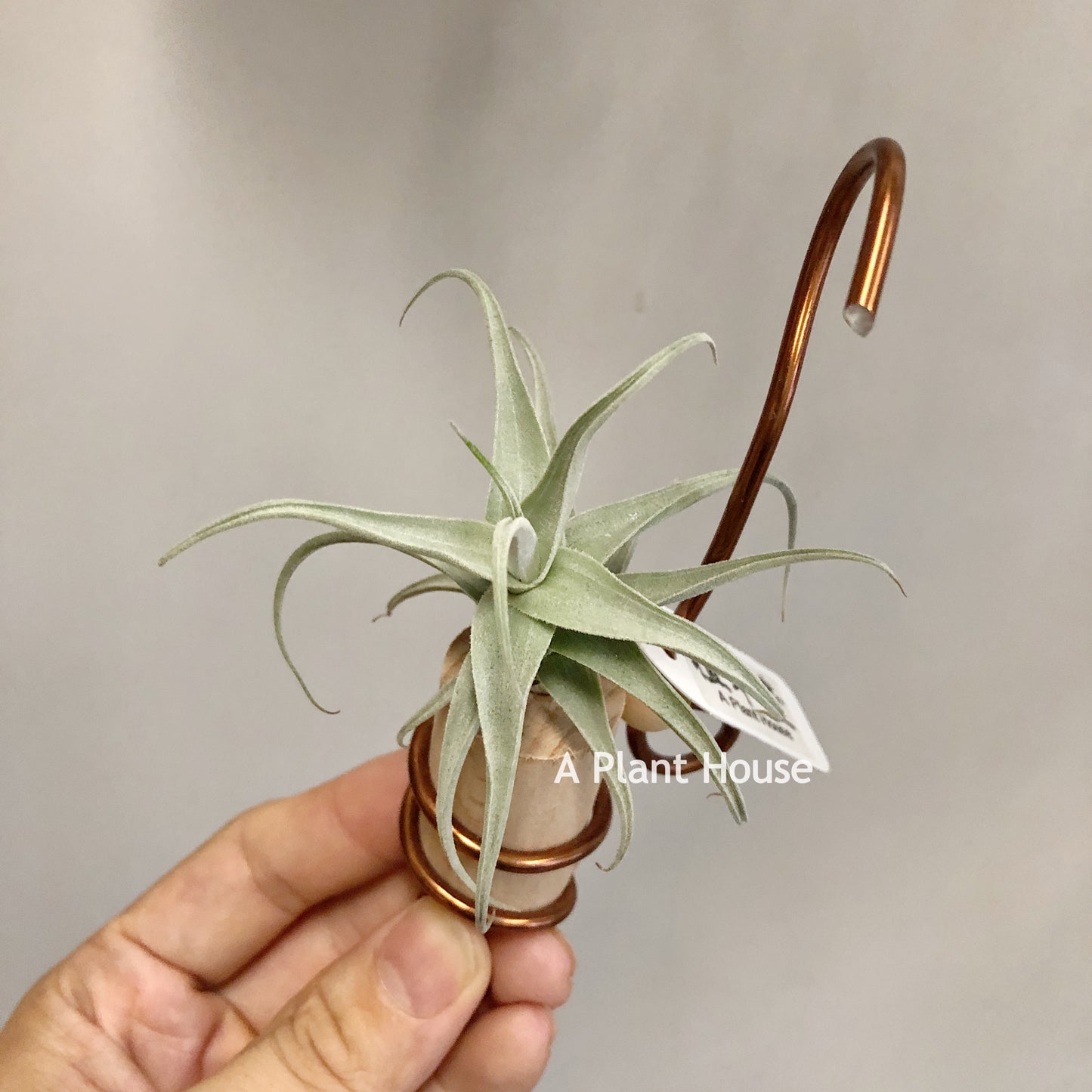 Tillandsia Streptocarpa Mini X