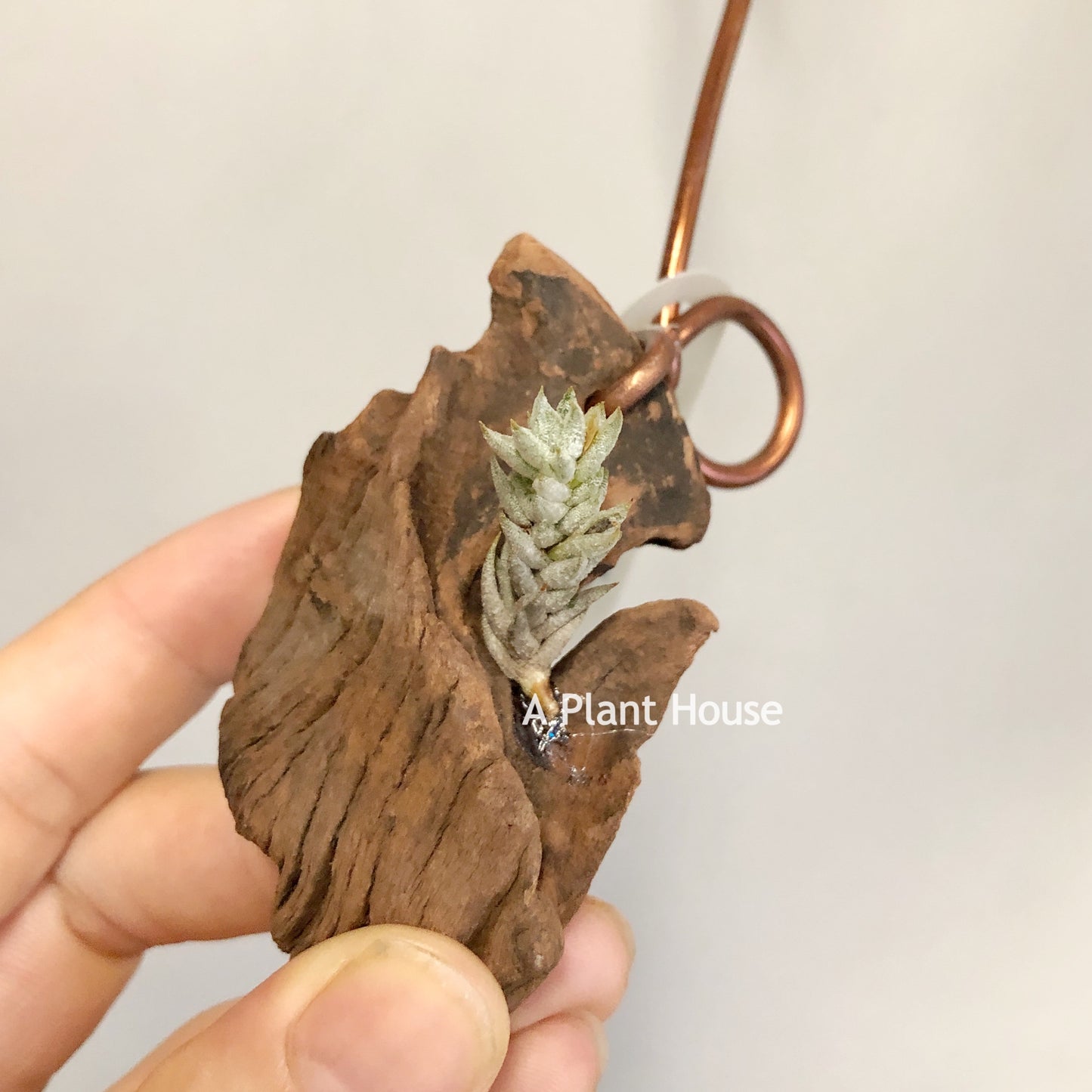 Tillandsia Aizoides Mez