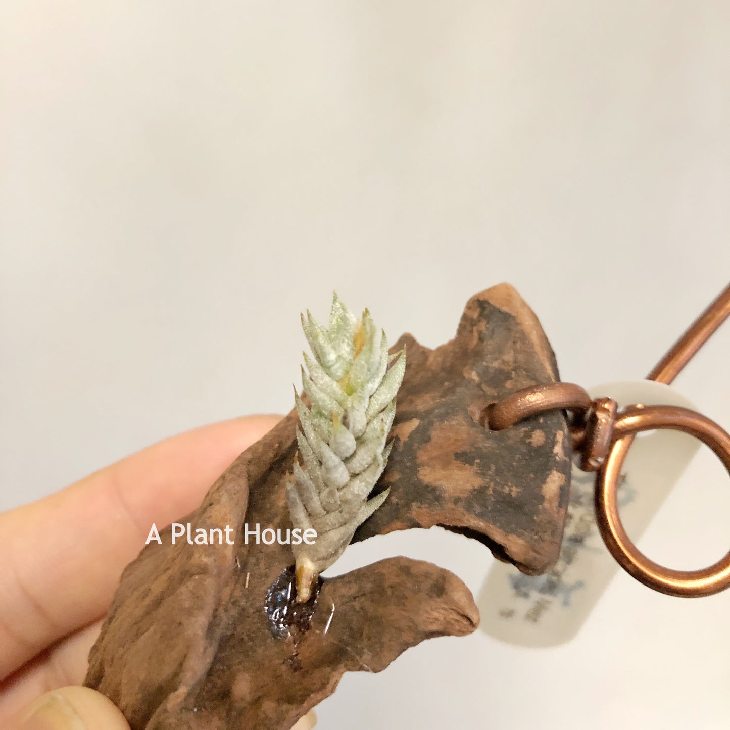 Tillandsia Aizoides Mez