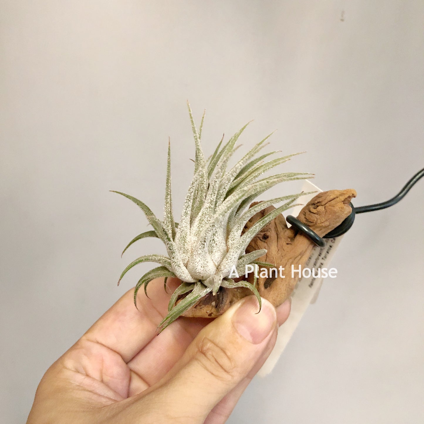 Tillandsia Tina Parr