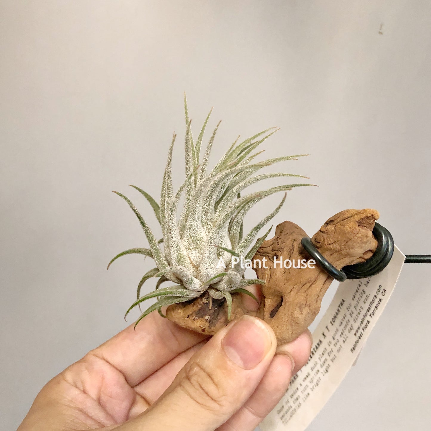 Tillandsia Tina Parr