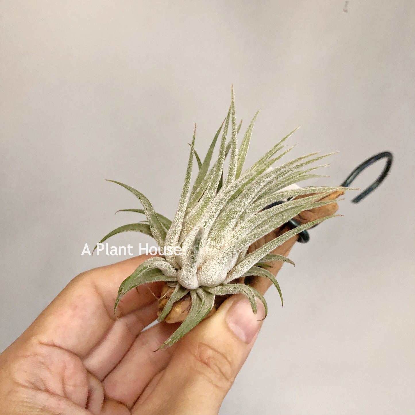 Tillandsia Tina Parr