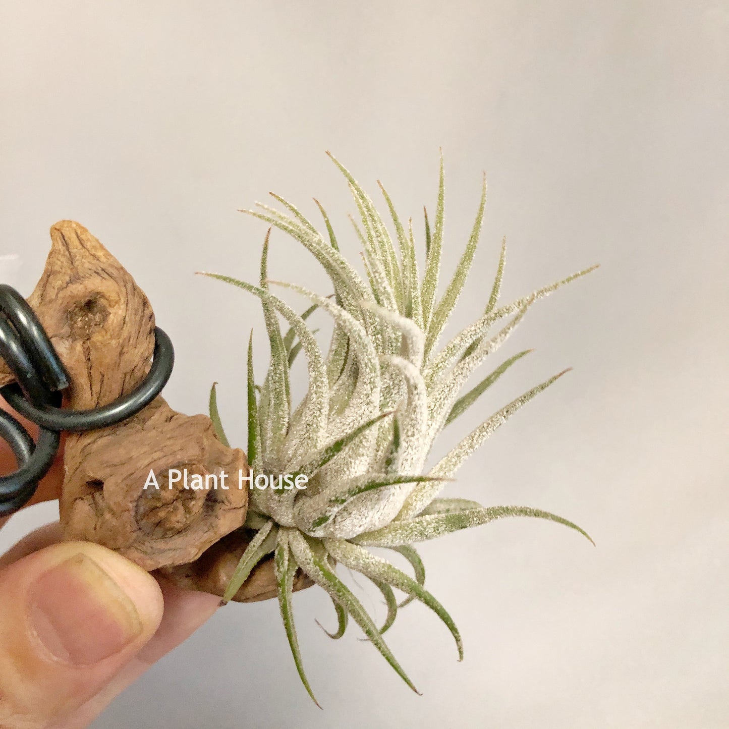 Tillandsia Tina Parr
