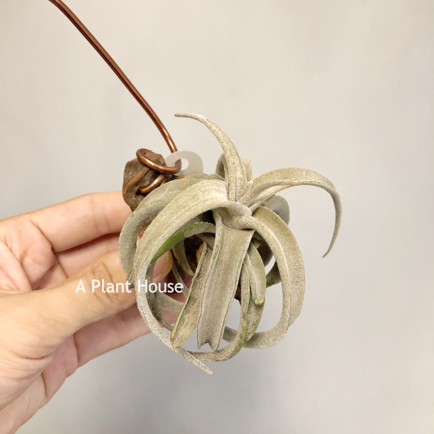 Tillandsia Latifolia V. Leucophylla